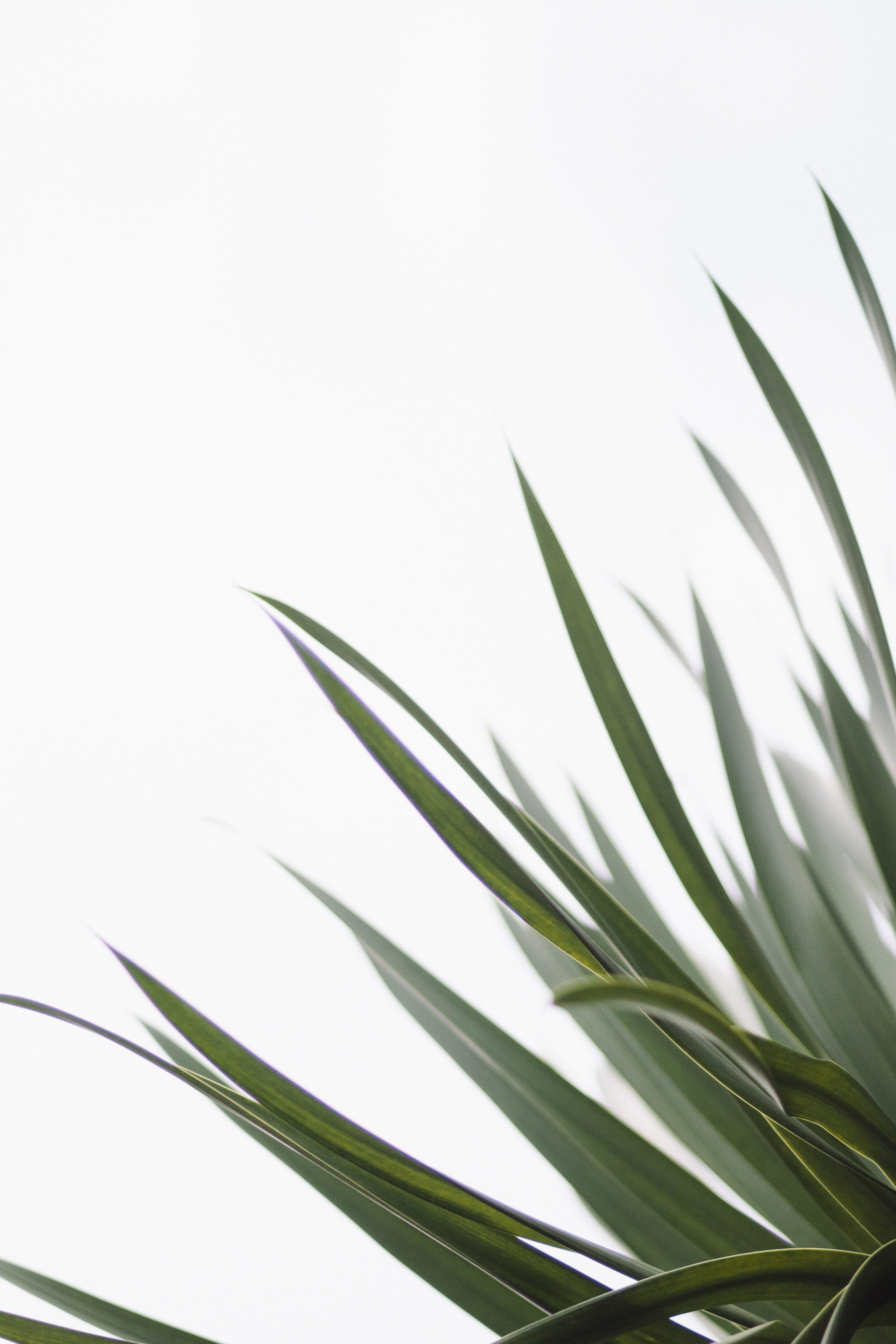 spiky, growth, succulent, white background, day, close-up, 5K, selective focus, palm leaf, nature, outdoors, freshness, close, tropical, beauty in nature, Phone HD Wallpaper