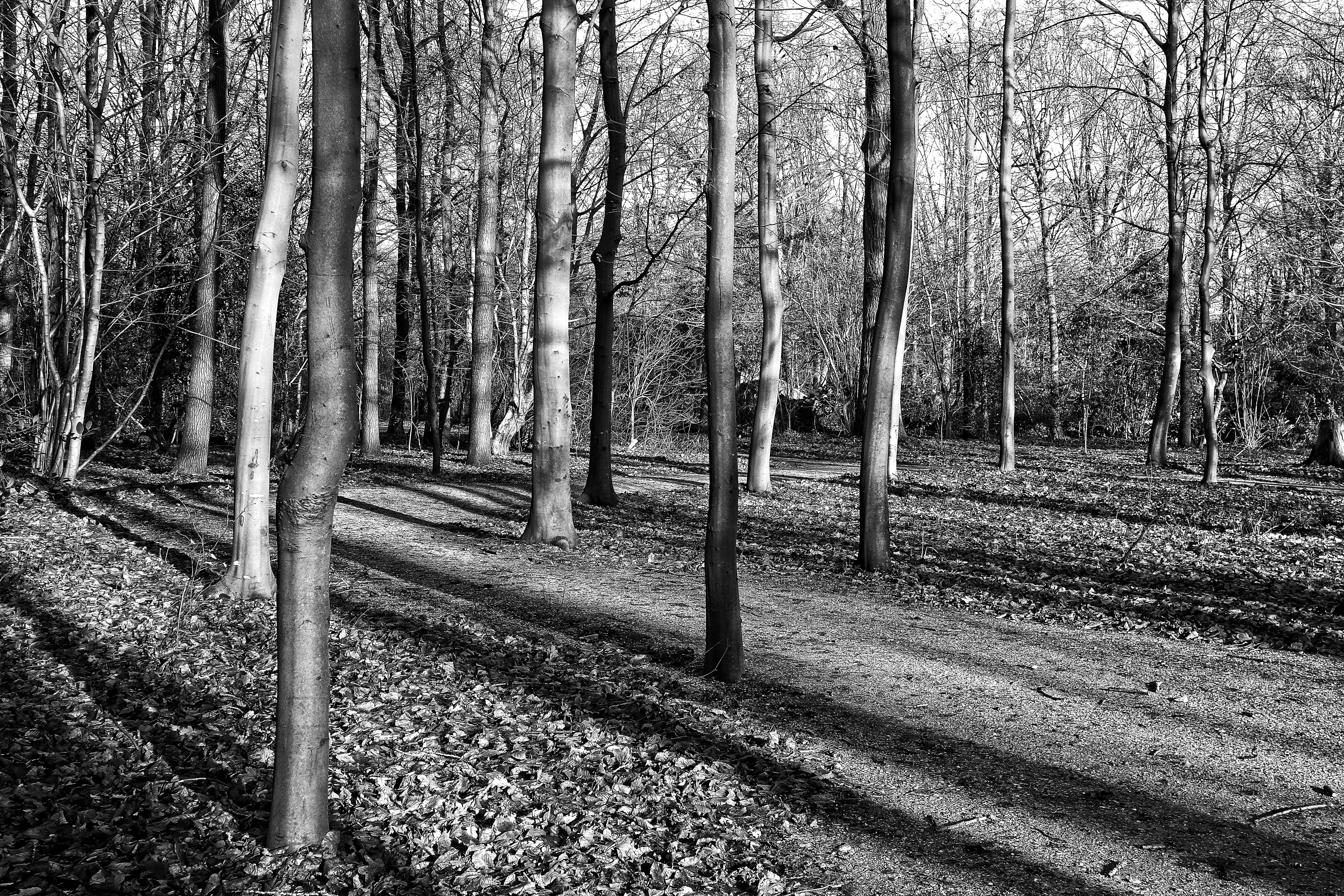 woodland, growth, nature, 4K, trunk, netherlands, non-urban scene, long shadows, slender trees, outdoors, day, tranquil scene, environment, trees, land, HD Wallpaper