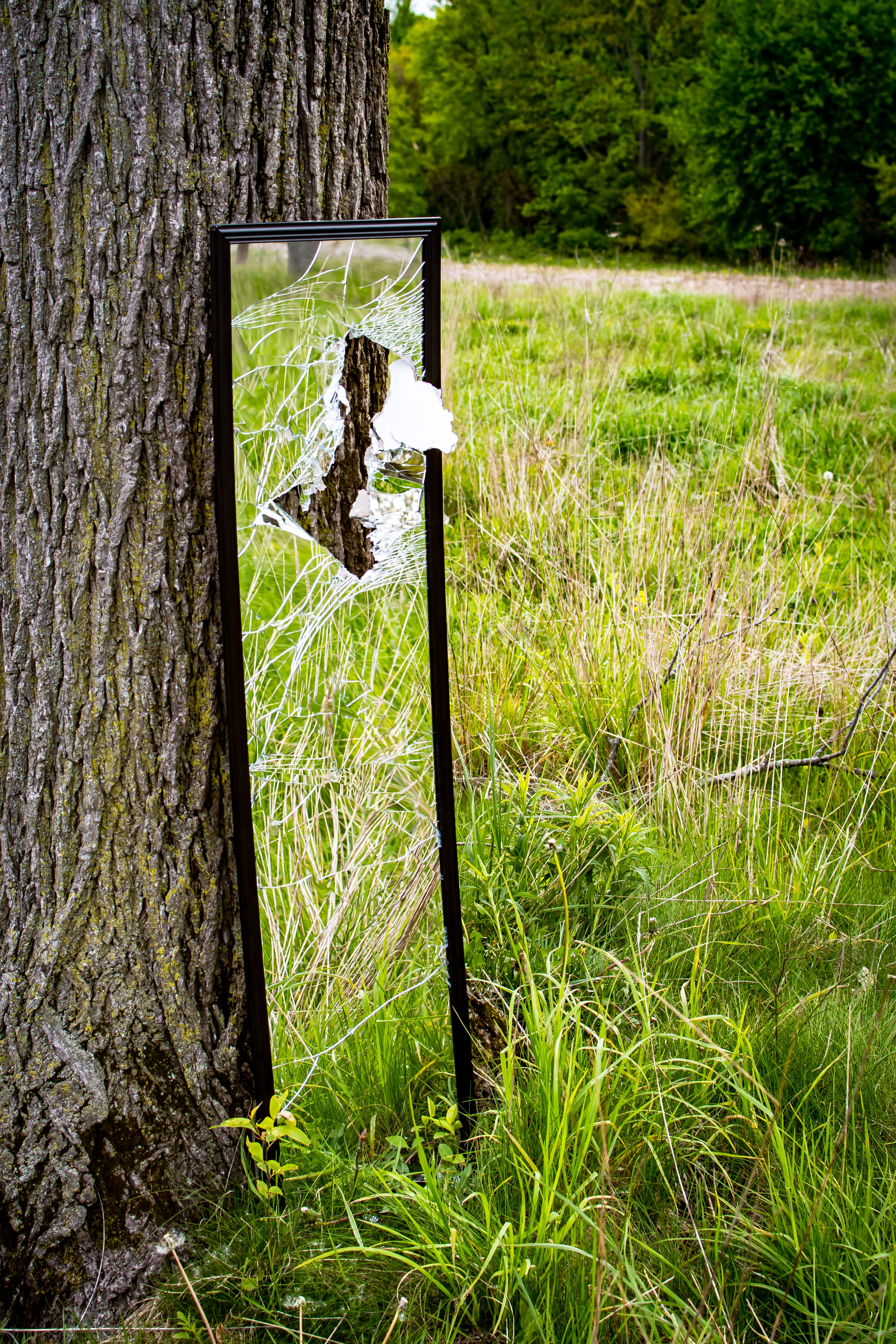 4K, wood - material, grass, architecture, land, day, no people, mirror, sunlight, tree trunk, non-urban scene, power, tree, outdoors, nature, chesterton, Phone HD Wallpaper