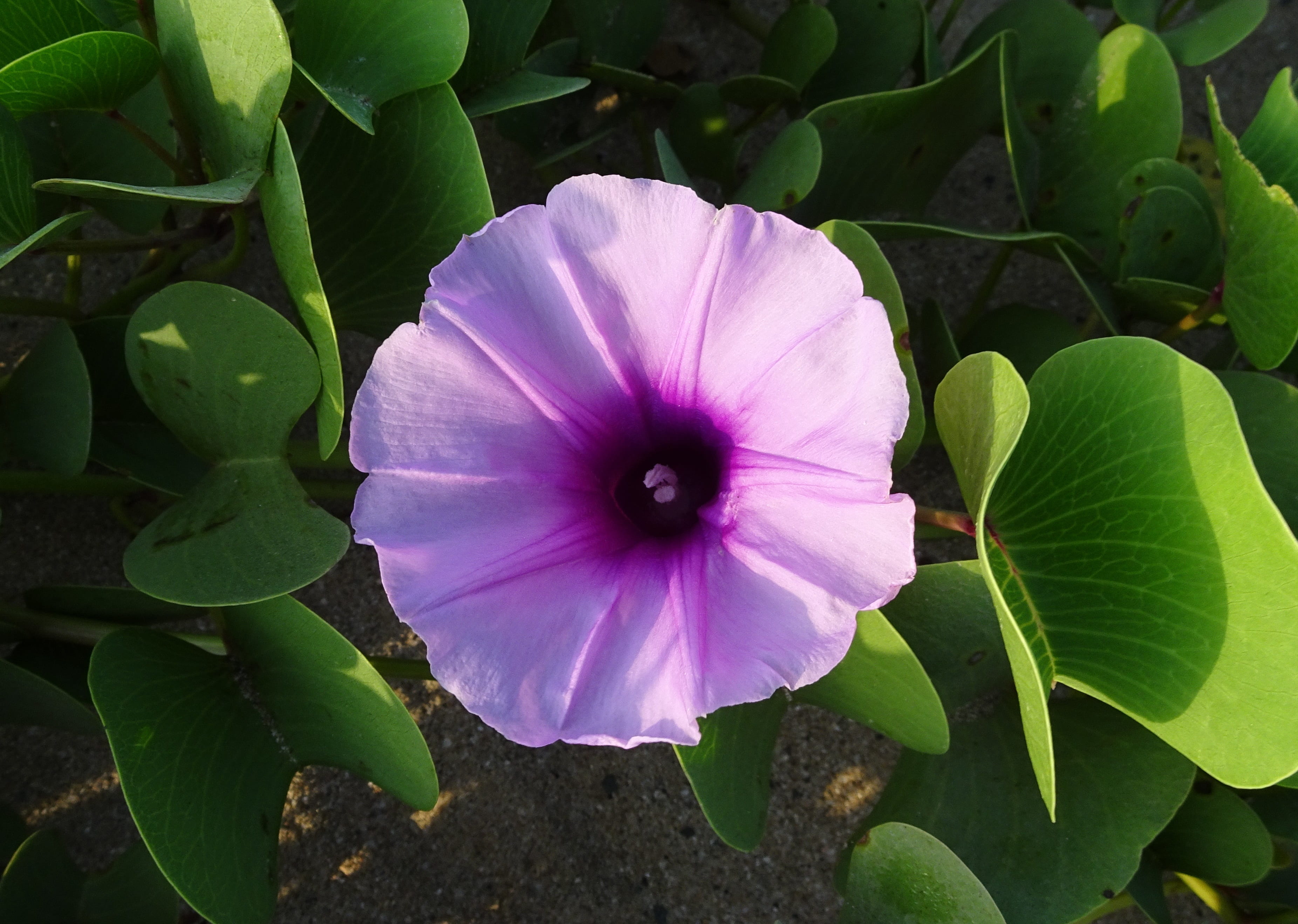 balabantatige, flower, vulnerability, attukkal, growth, botany, ipomoea pes-caprae, plant part, plant, petal, do patti lata, inflorescence, purple, diu, HD Wallpaper