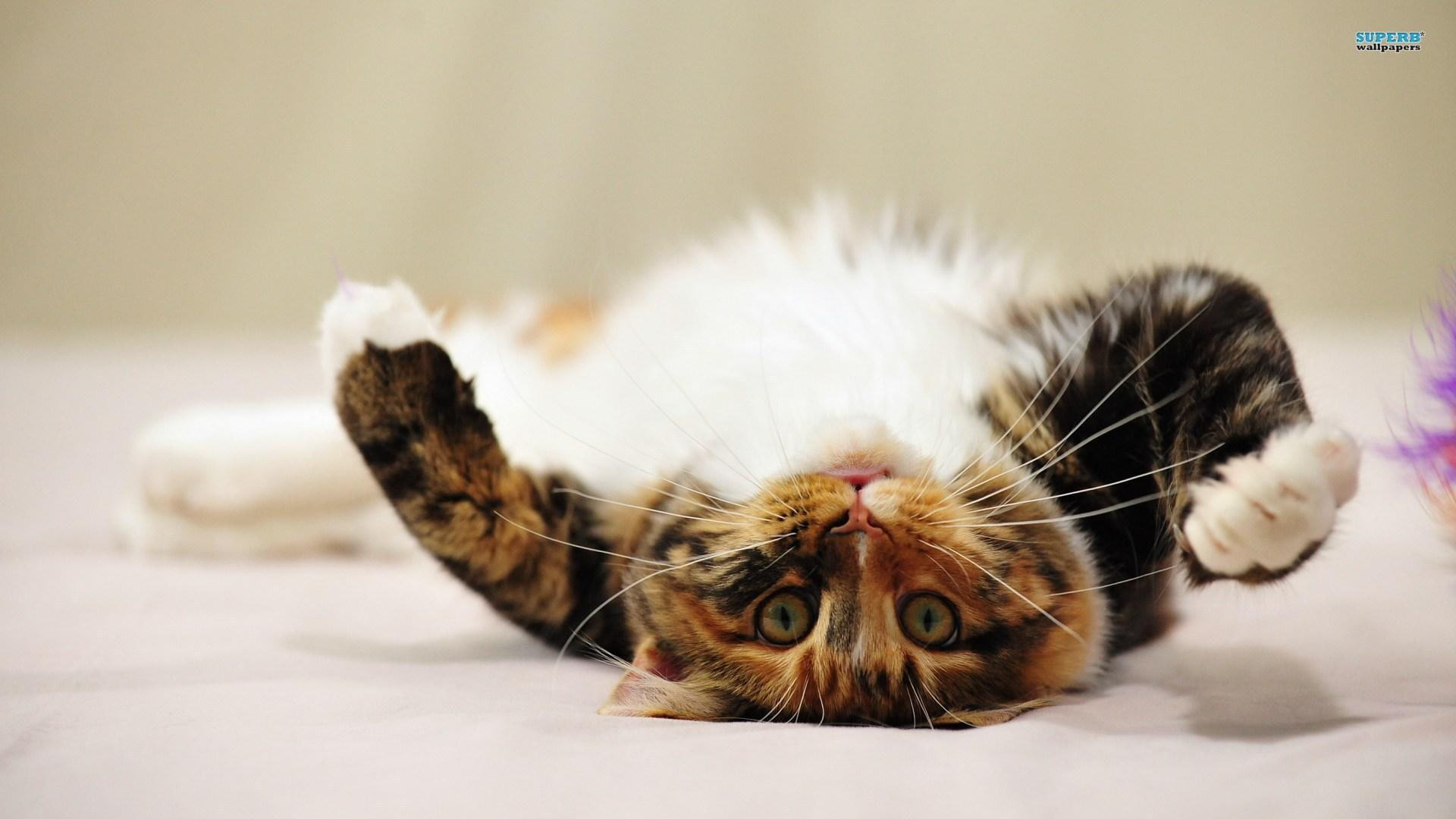 white belly, multi-colored, animal, cute, laying down, animals, feline, laid, precious, furry, back, 1080P, HD Wallpaper