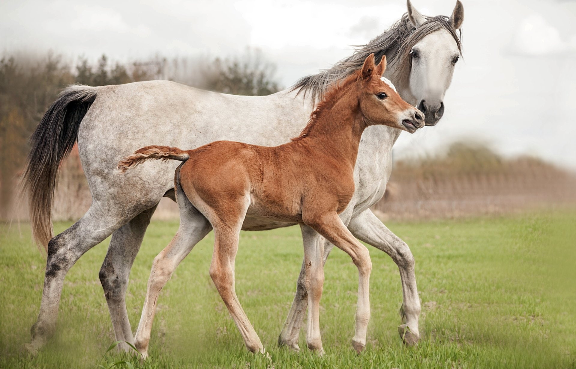 1080P, Baby Animal, Horse, Animal, Foal, HD Wallpaper