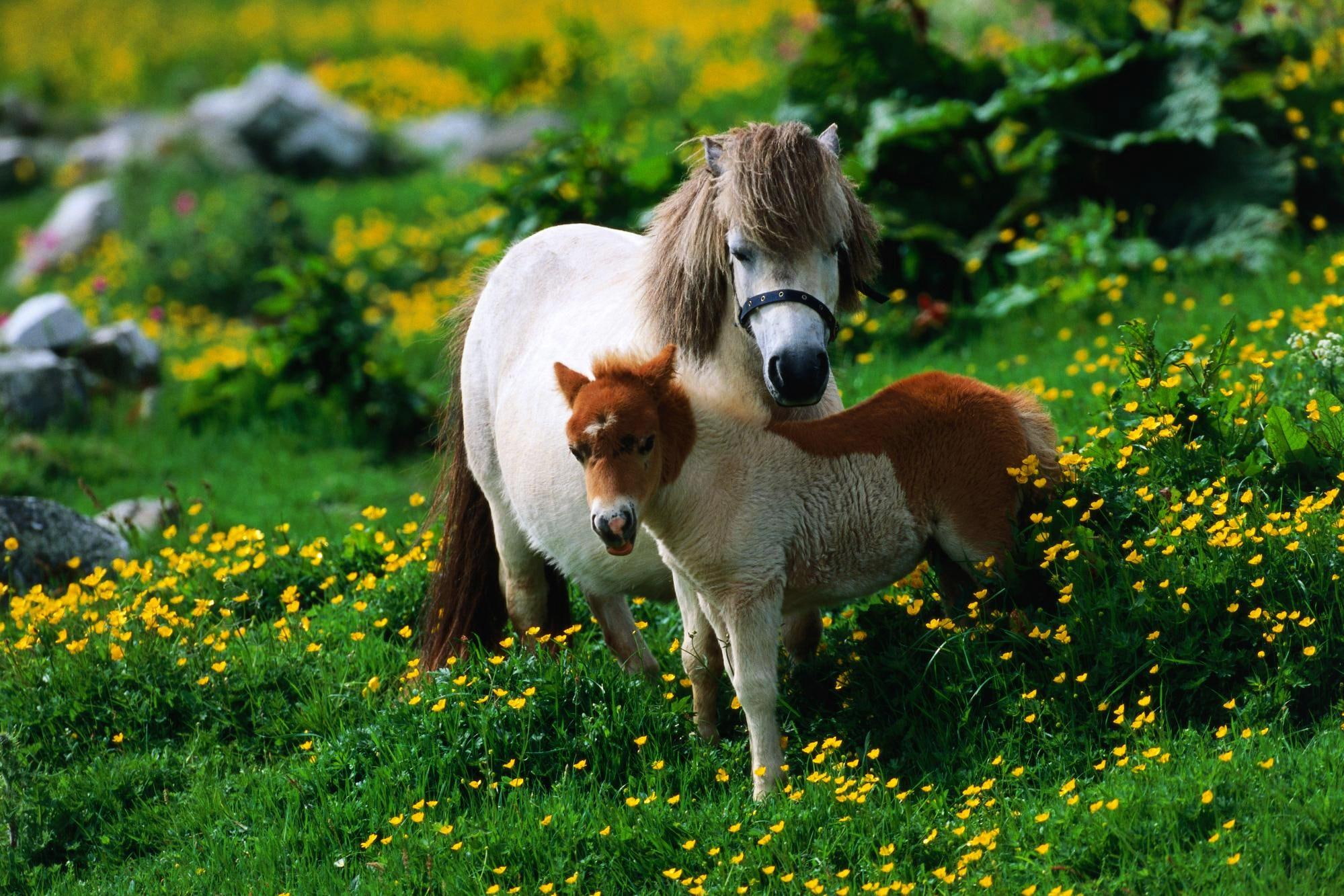 1080P, animals, small, field, beautiful, foal, yellow, white, image, wallpape, picture, grass, breed, flowers, smaller, HD Wallpaper