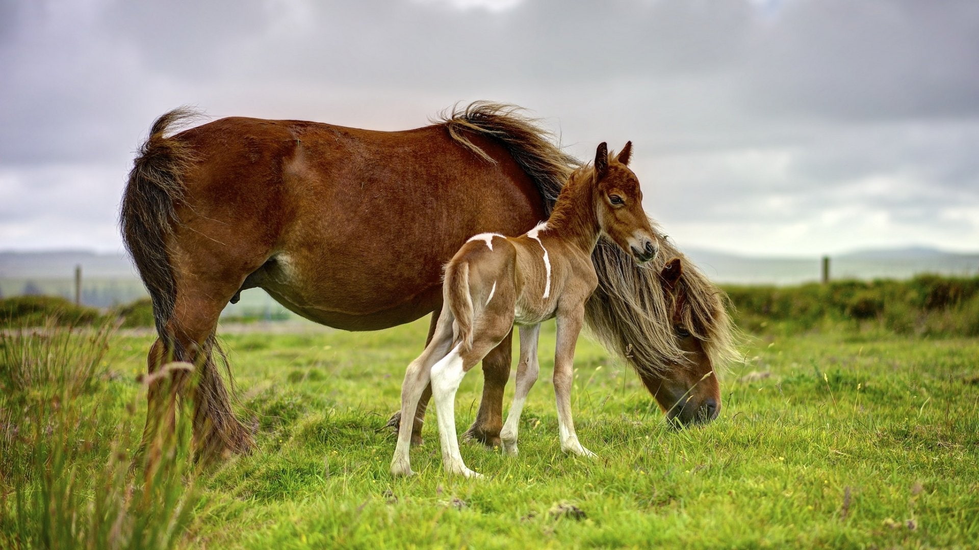 Horse, Animal, 1080P, Baby Animal, Foal, HD Wallpaper