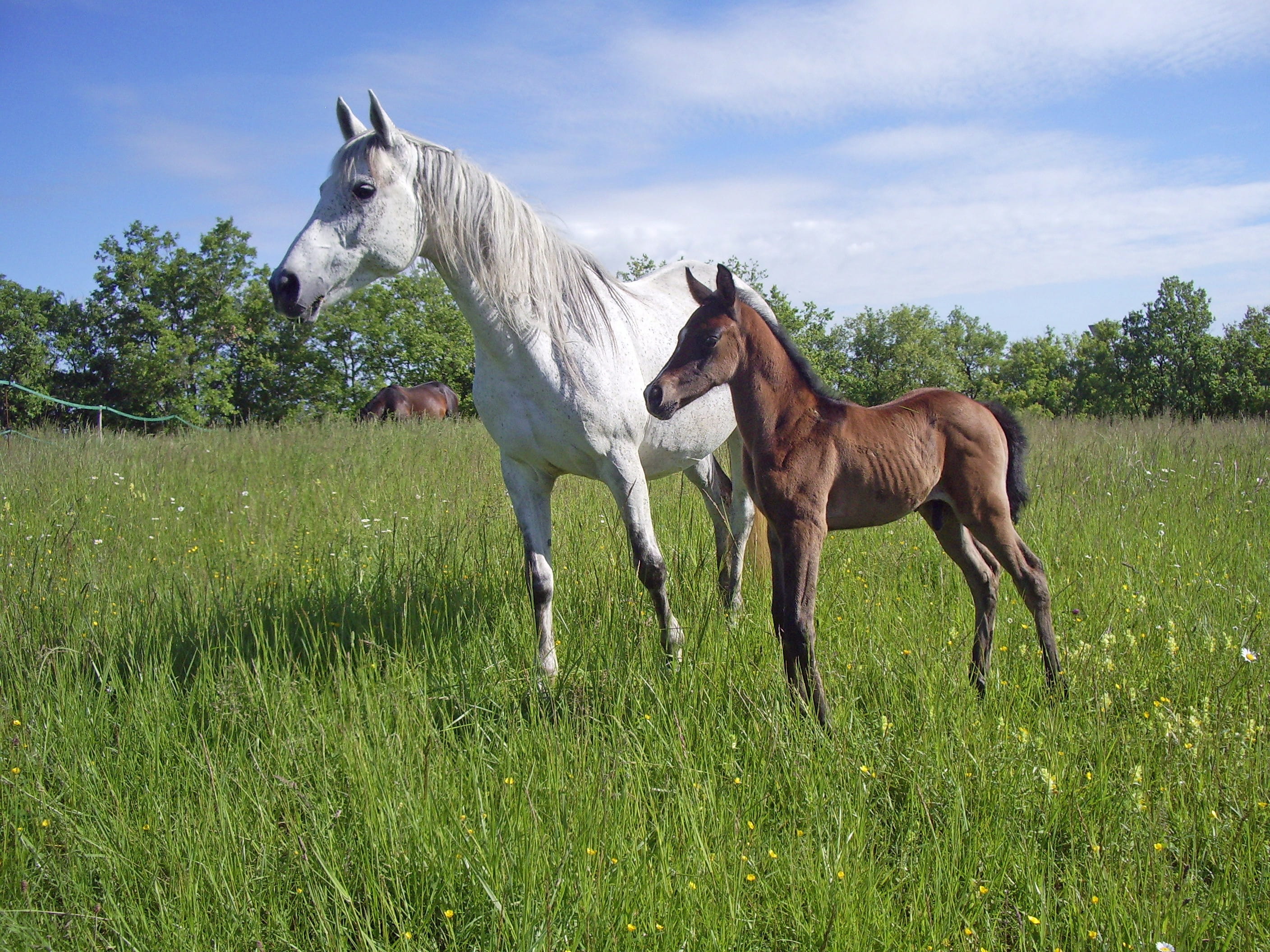 animal family, animals And Pets, two animals, grey, summer, beauty In Nature, green, white, field, landscape, livestock, outdoors, animal, equine, good looking, HD Wallpaper