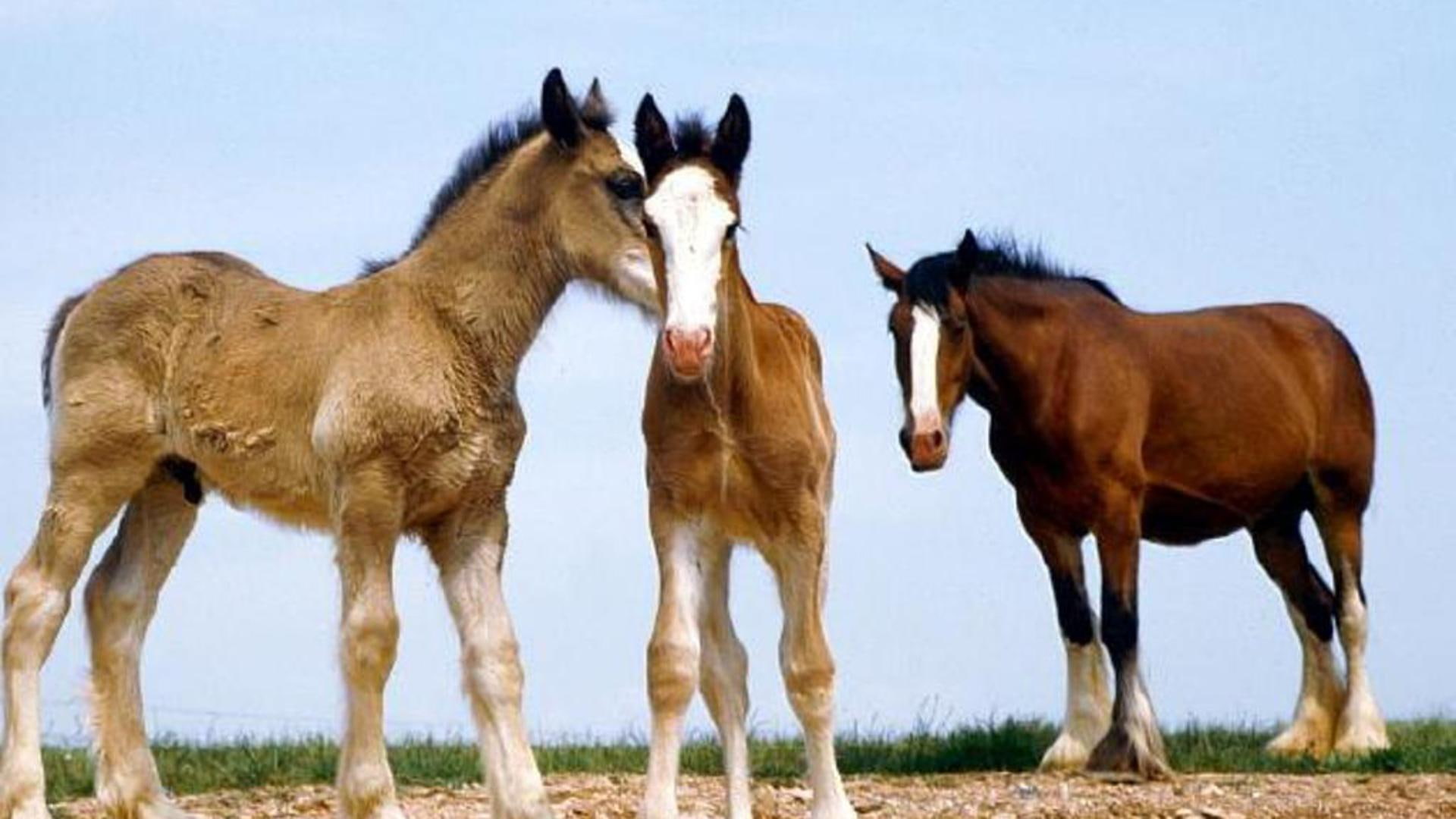 pets, nature, stallions, mare, filly, animals, horses, colts, 1080P, brown horses, HD Wallpaper