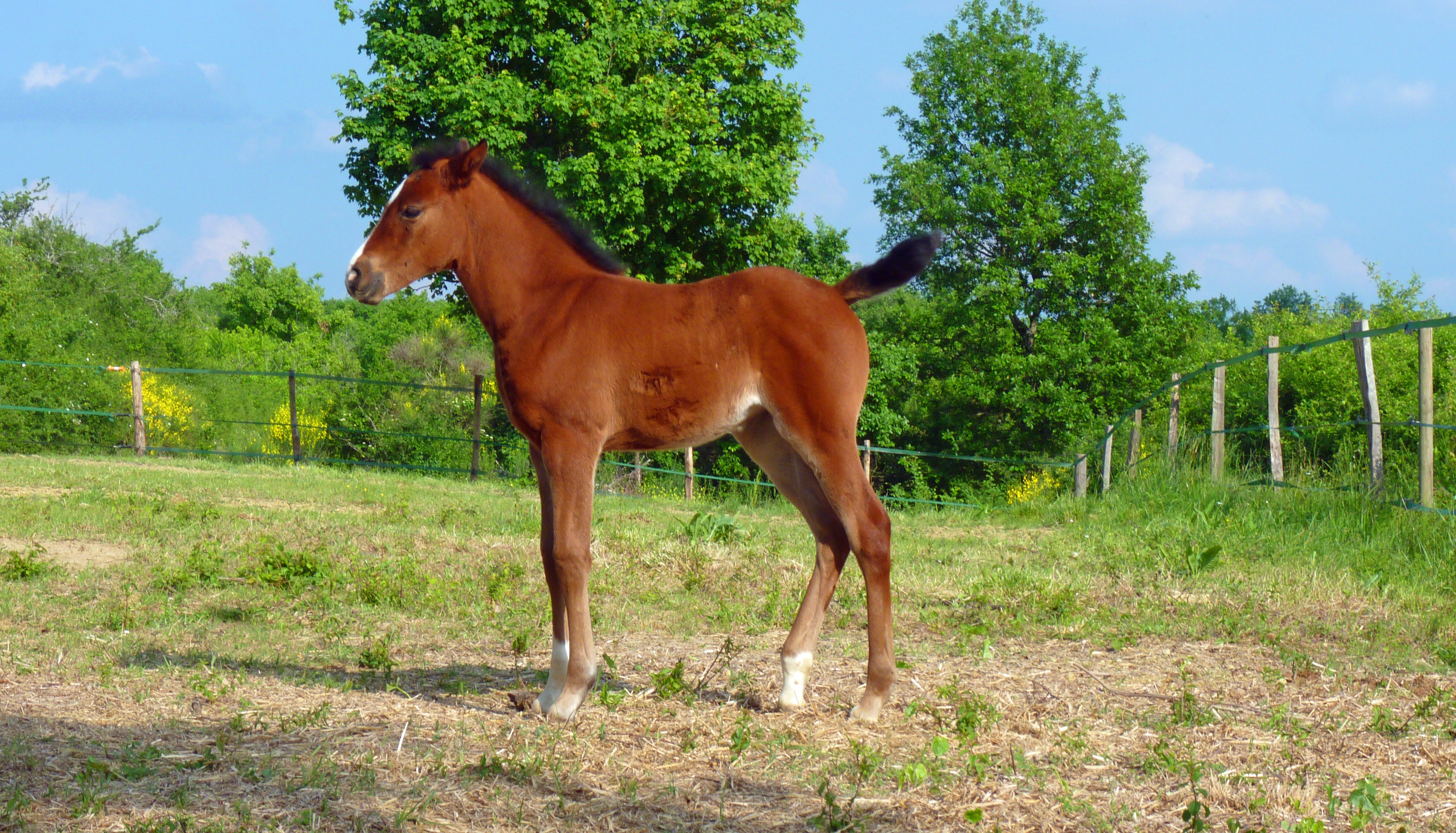 pets, filly, one animal, breeding horses, pure arab blood, paddock, mammal, herbivorous, nature, no people, tree, land, livestock, field, plant, animal wildlife, HD Wallpaper