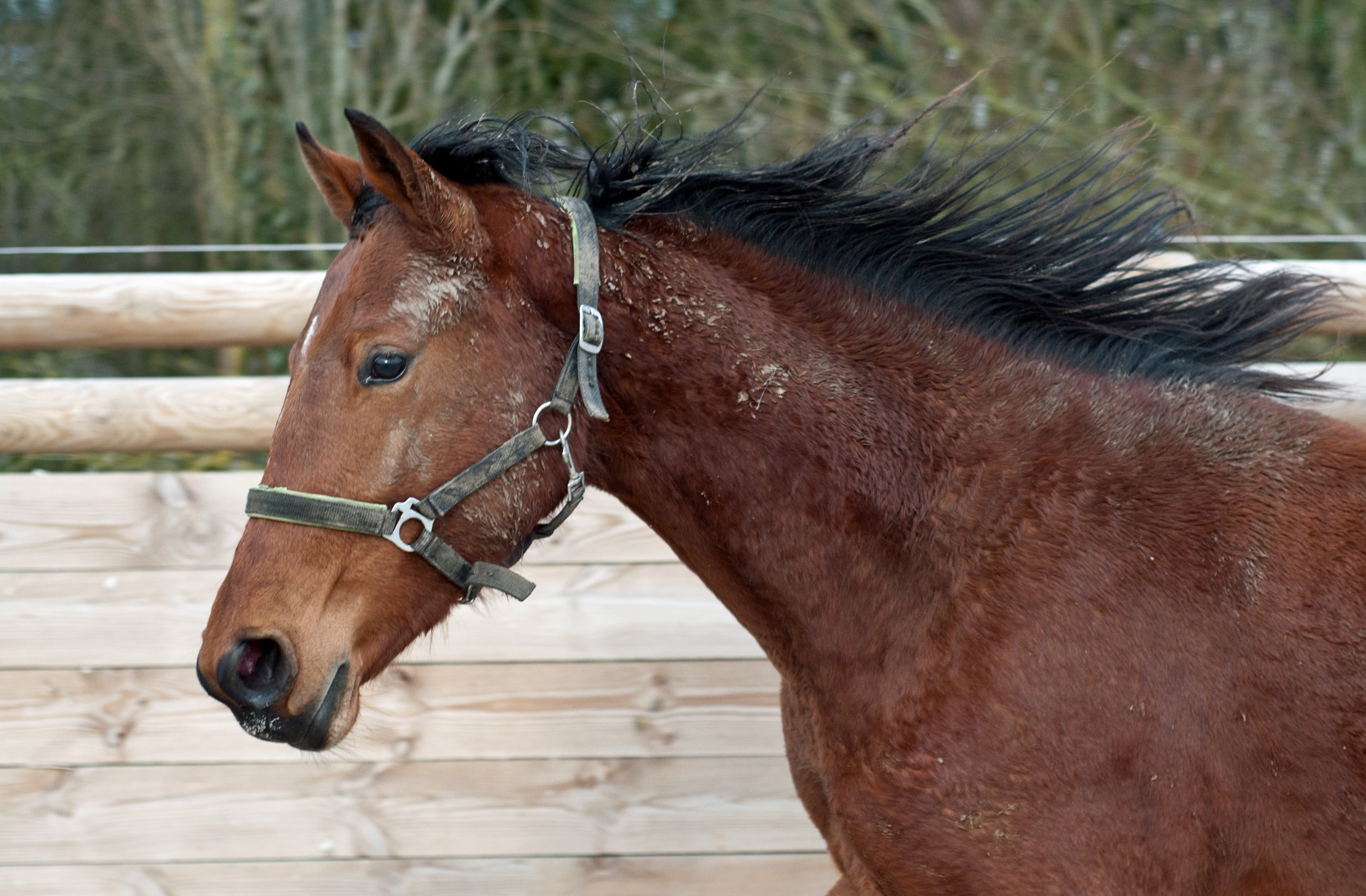 4K, vertebrate, animal body part, pets, brown, horse, mare, domestic animals, no people, animal, young, ranch, run, bridle, animal wildlife, filly, animal themes, HD Wallpaper