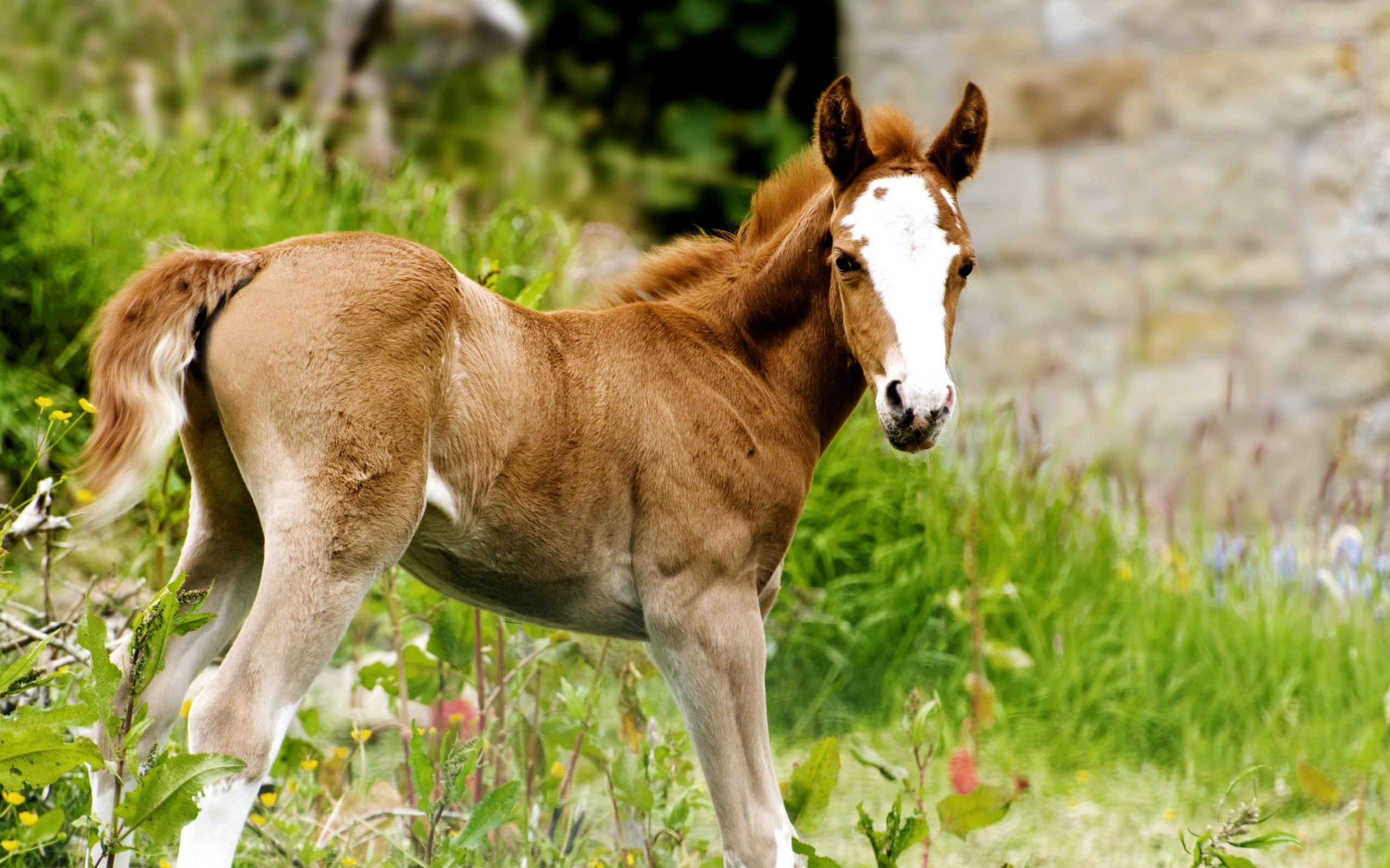 springtime, paddock, land, pasture, plant, vertebrate, field, young Animal, non-Urban Scene, standing, day, animals In The Wild, summer, green Color, foal, HD Wallpaper