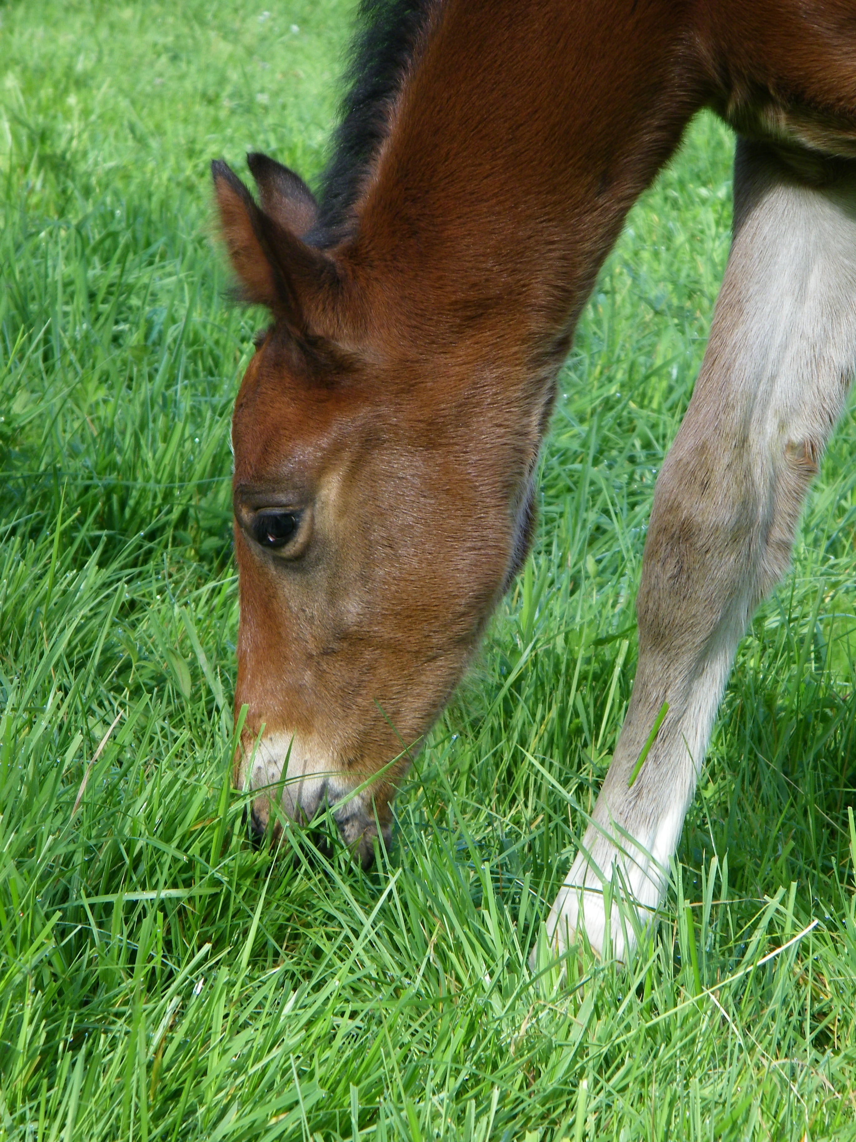 livestock, 2K, horse, vertebrate, brown, mammal, animal wildlife, nature, foal, filly, pets, one animal, animal, animal body part, domestic, field, animal themes, Phone HD Wallpaper
