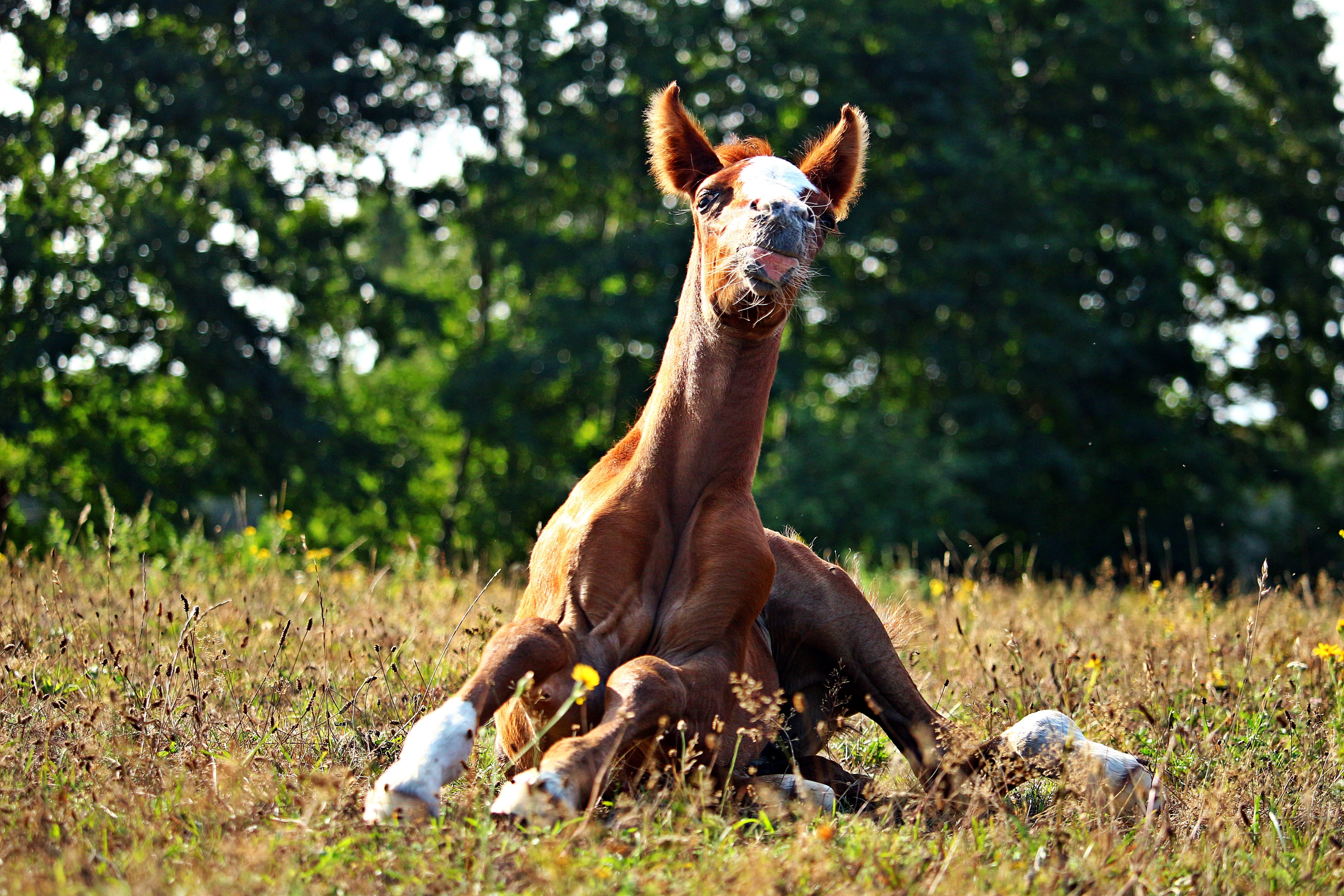 animal, animal wildlife, mammal, plant, nature, fuchs, no people, mane, filly, young, pets, animal themes, grass, horse, looking at camera, land, mare, HD Wallpaper