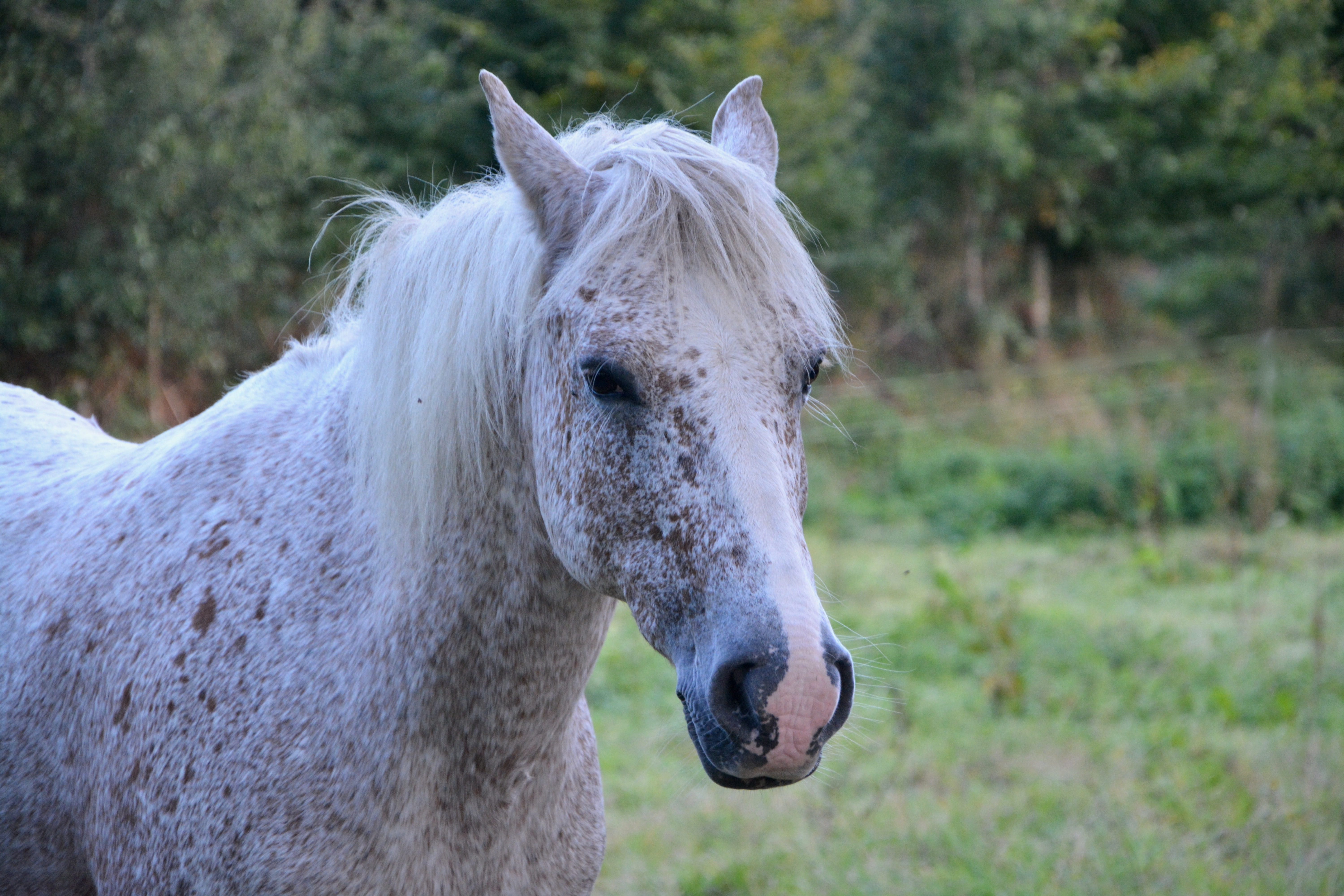 white, pets, horse, head, portrait, filly, herbivorous, mare, animal, animal body part, domestic animal, close-up, no people, animal head, ranch, domestic animals, HD Wallpaper
