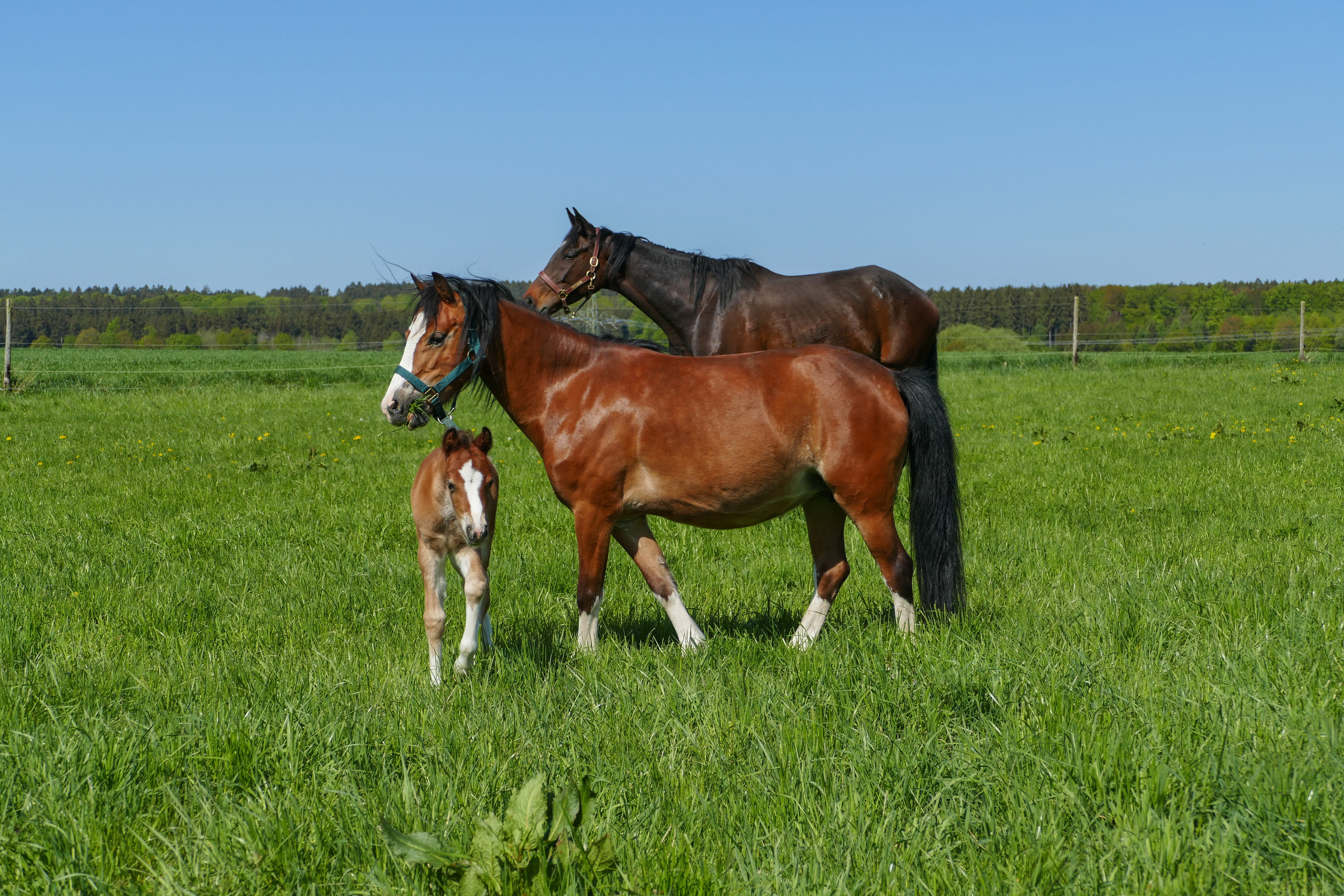 graze, pony filly, beside, cub, farm, mammal, group of animals, two, domestic, green color, animal themes, landscape, day, vertebrate, spring, domestic animals, HD Wallpaper