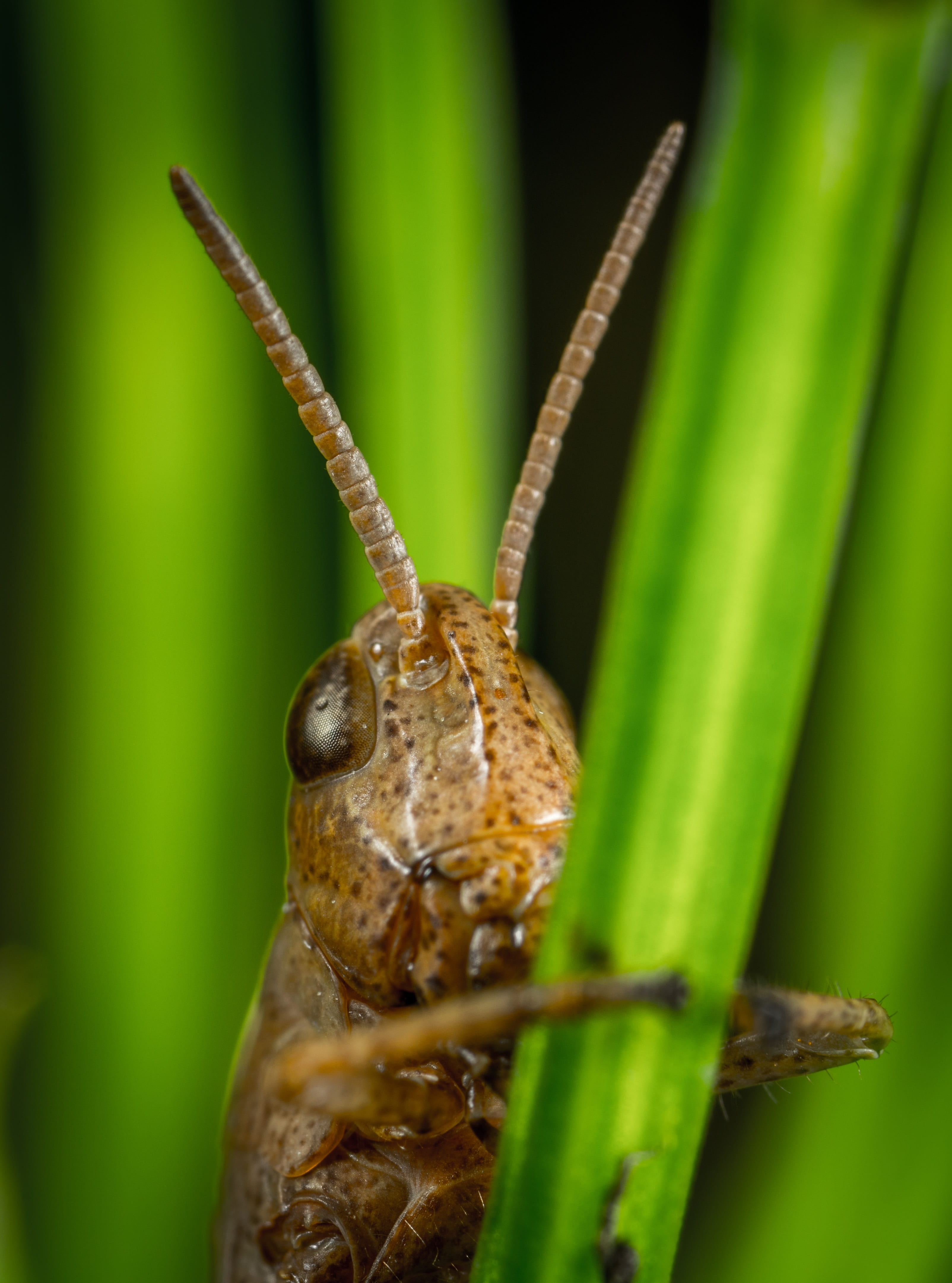 animal eye, 4K, close-up, invertebrate, animals, no people, grasshopper, living nature, nature, antennae, filly, macro, brown, animal, animal body part, Phone HD Wallpaper