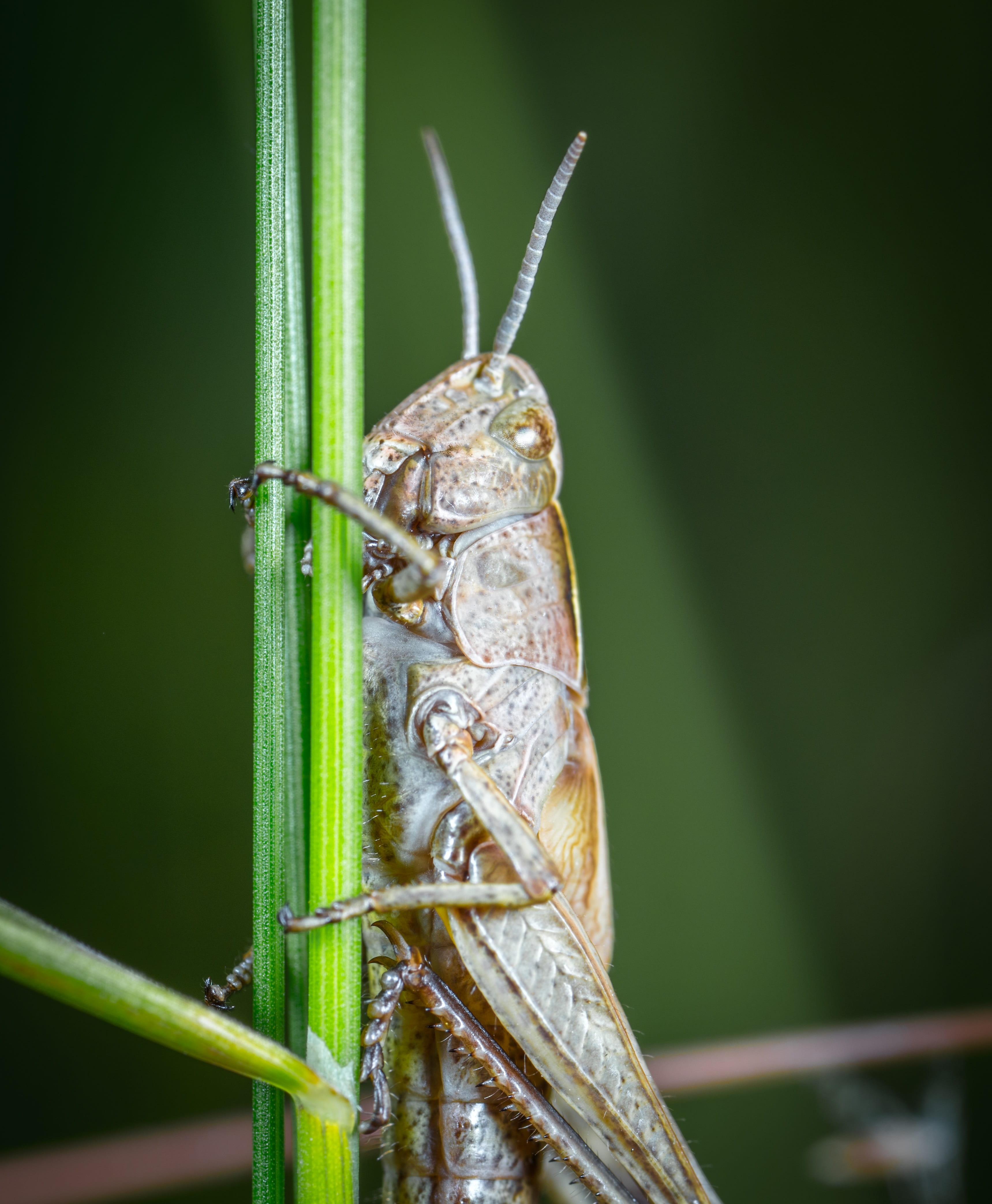 animal eye, animal wildlife, living nature, animal, mustache, plant, invertebrate, macro, praying mantis, day, outdoors, zoology, animal body part, filly, Phone HD Wallpaper