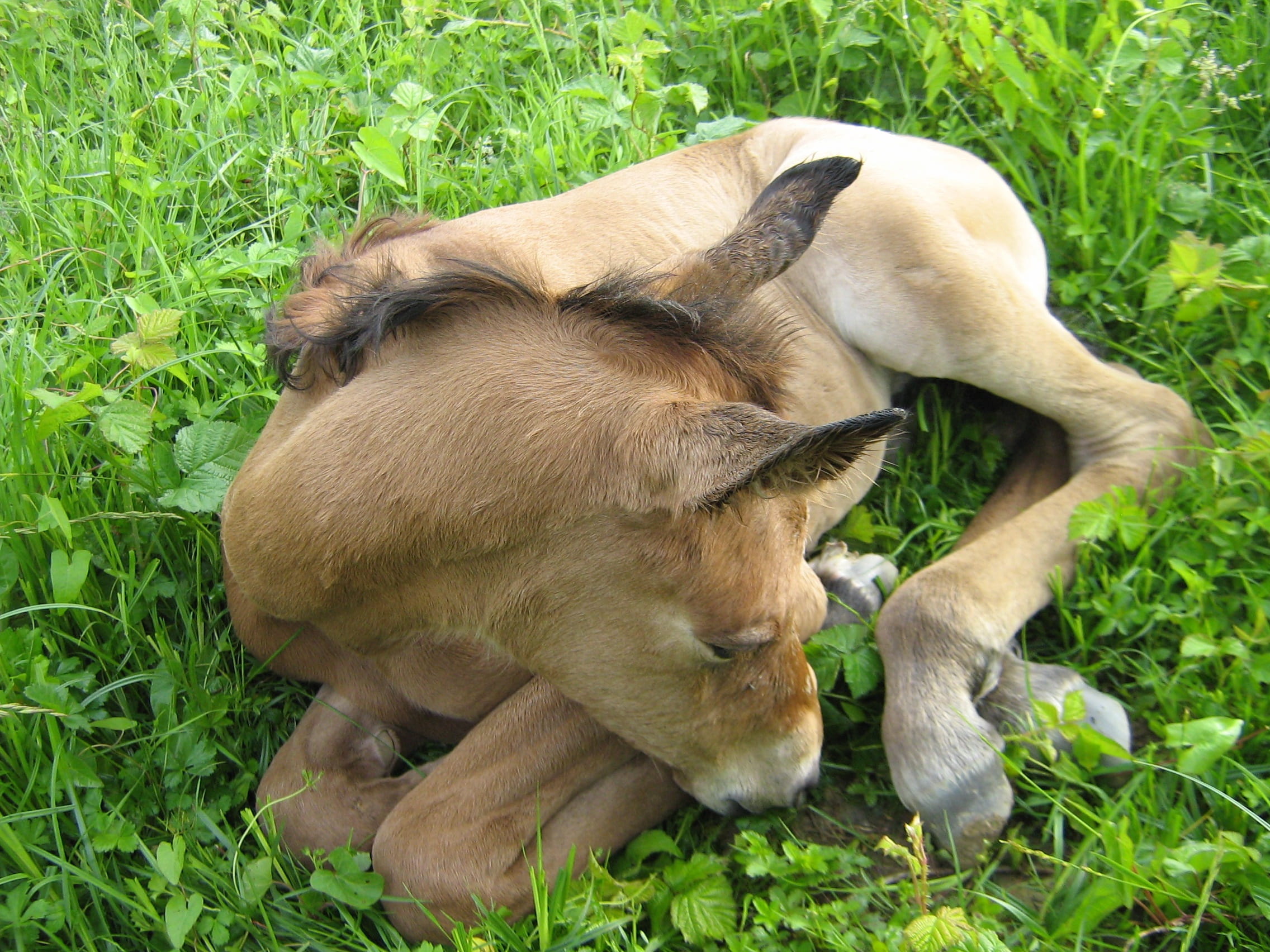 sleep, pony, domestic animals, grass, animal themes, new born, foal, outdoors, field, pets, growth, dog, land, domestic, equine, no people, lying, pure arab blood, HD Wallpaper