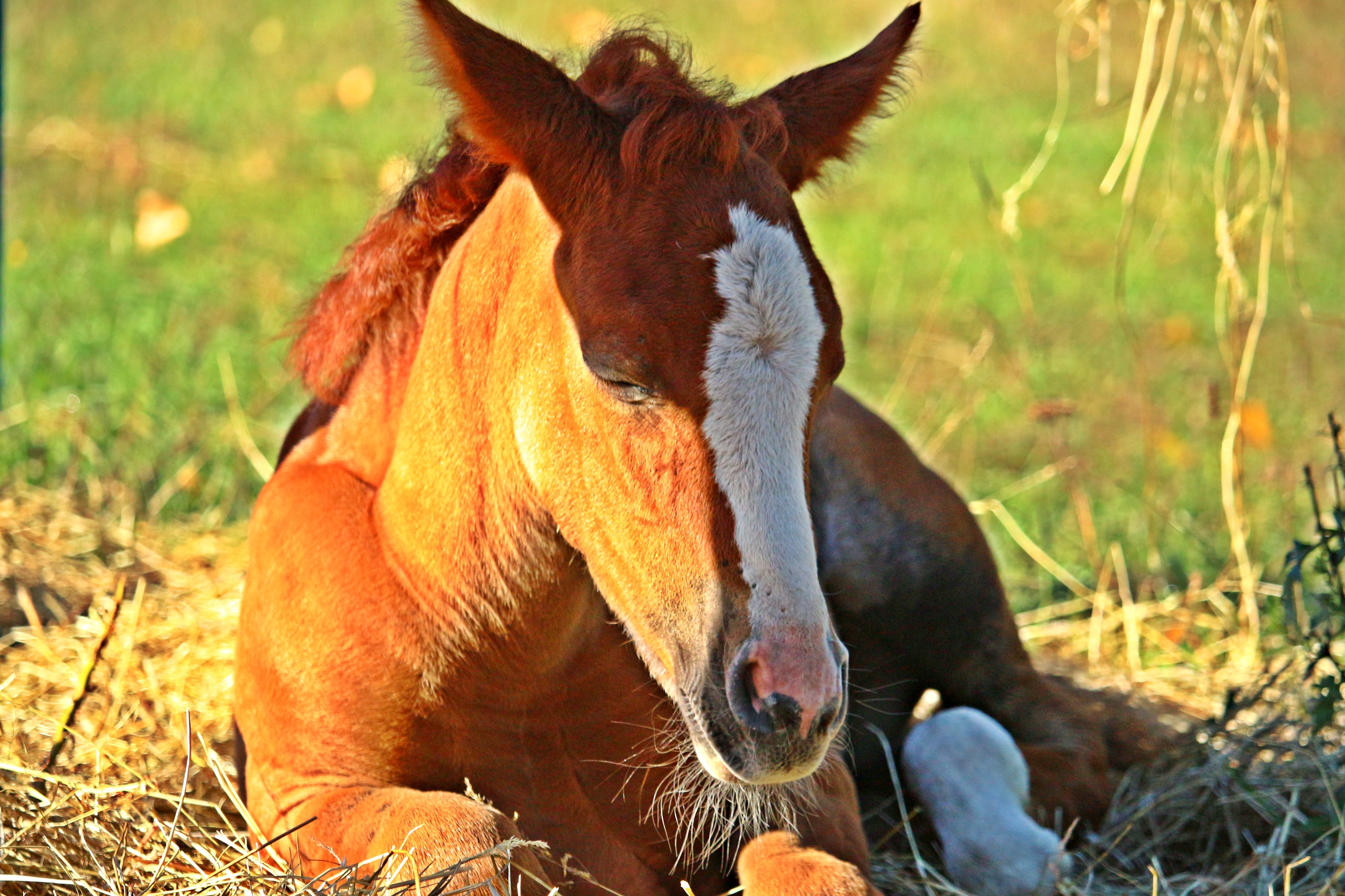 blaze, herbivorous, outdoors, thoroughbred arabian, suckling, grass, field, animal body part, nature, pasture, plant, brown, day, livestock, filly, animal themes, HD Wallpaper