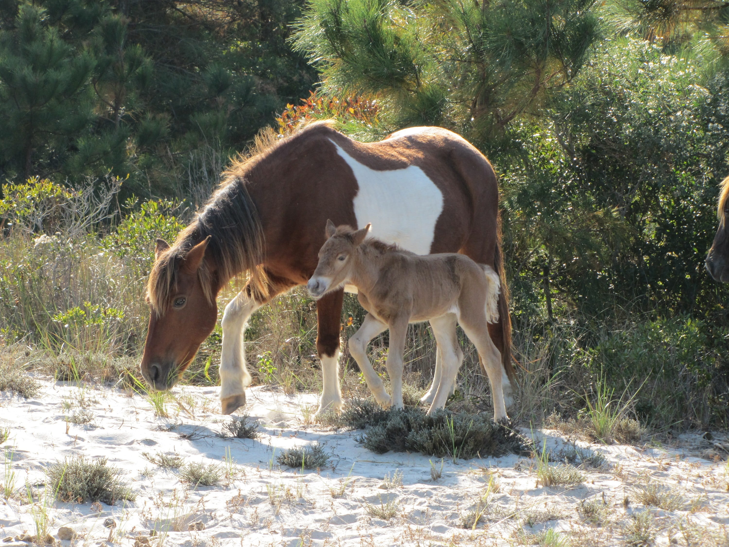 assateague island, group of animals, animal wildlife, baby, livestock, sunlight, beach, grazing, field, no people, young animal, land, filly, virginia, HD Wallpaper