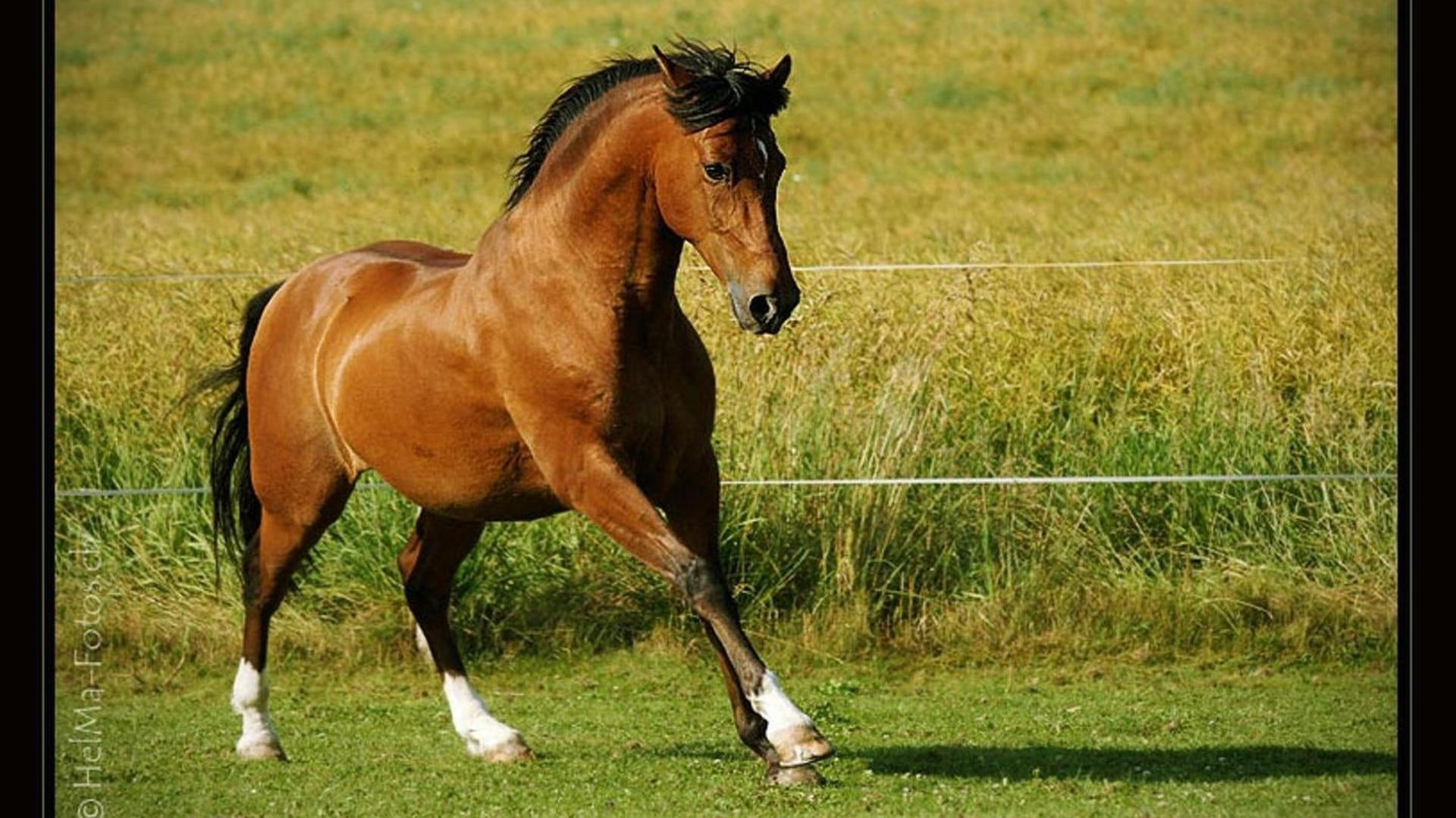 bay, animals, horses, meadow, mystic, 1080P, nature, bay horse, HD Wallpaper