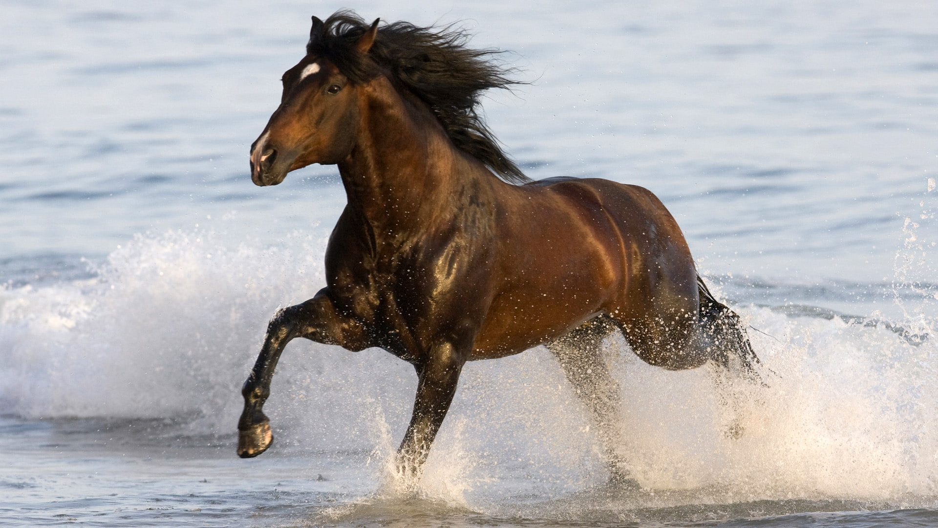 stallion, 1080P, azteca, art, animals, Bay Azteca, horse, horses, bay, ocean, hd, HD Wallpaper