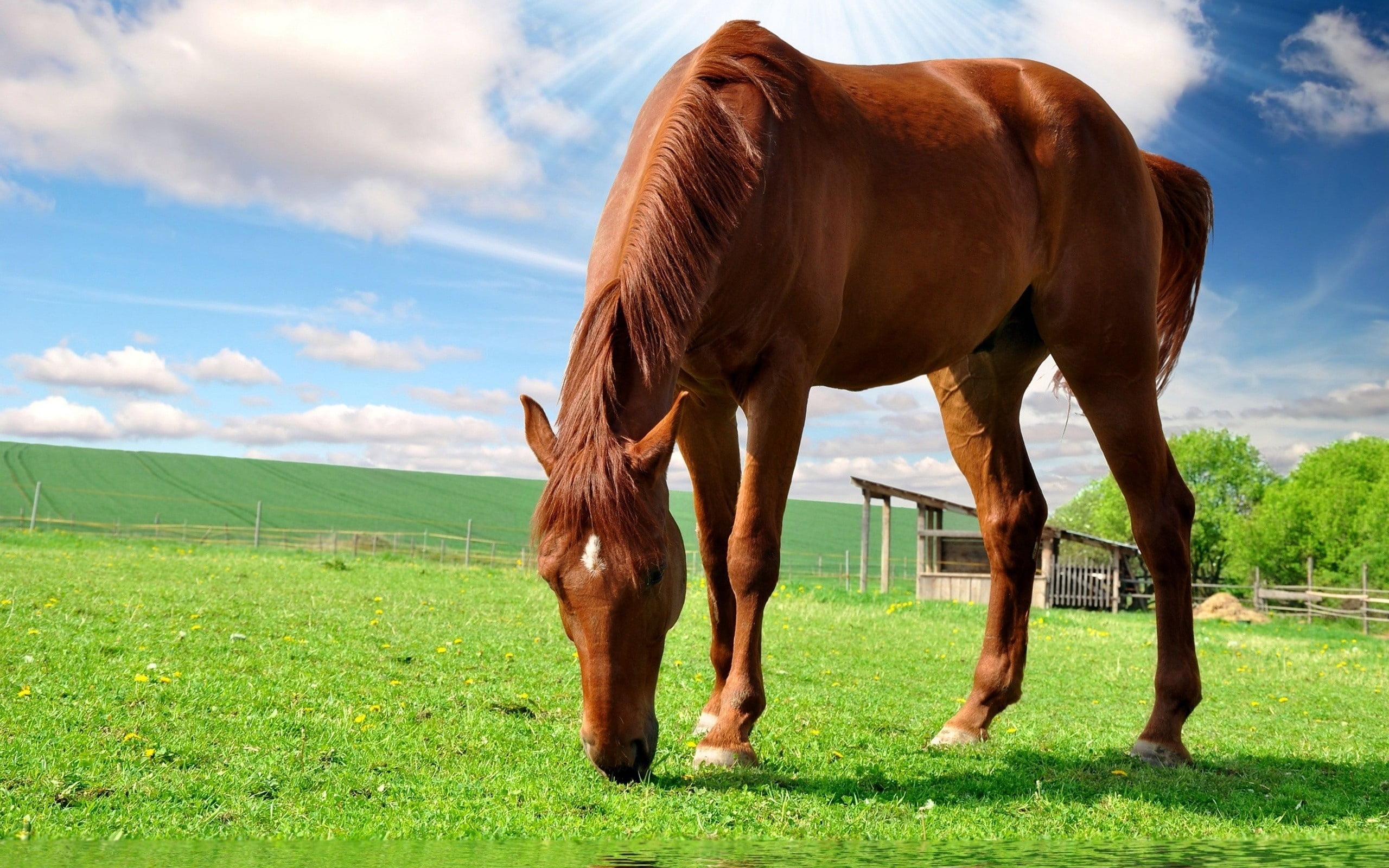 cloud - sky, domestic, agriculture, mare, horse, animal themes, field, non-Urban Scene, rural Scene, animal wildlife, vertebrate, sky, farm, running, animal, HD Wallpaper