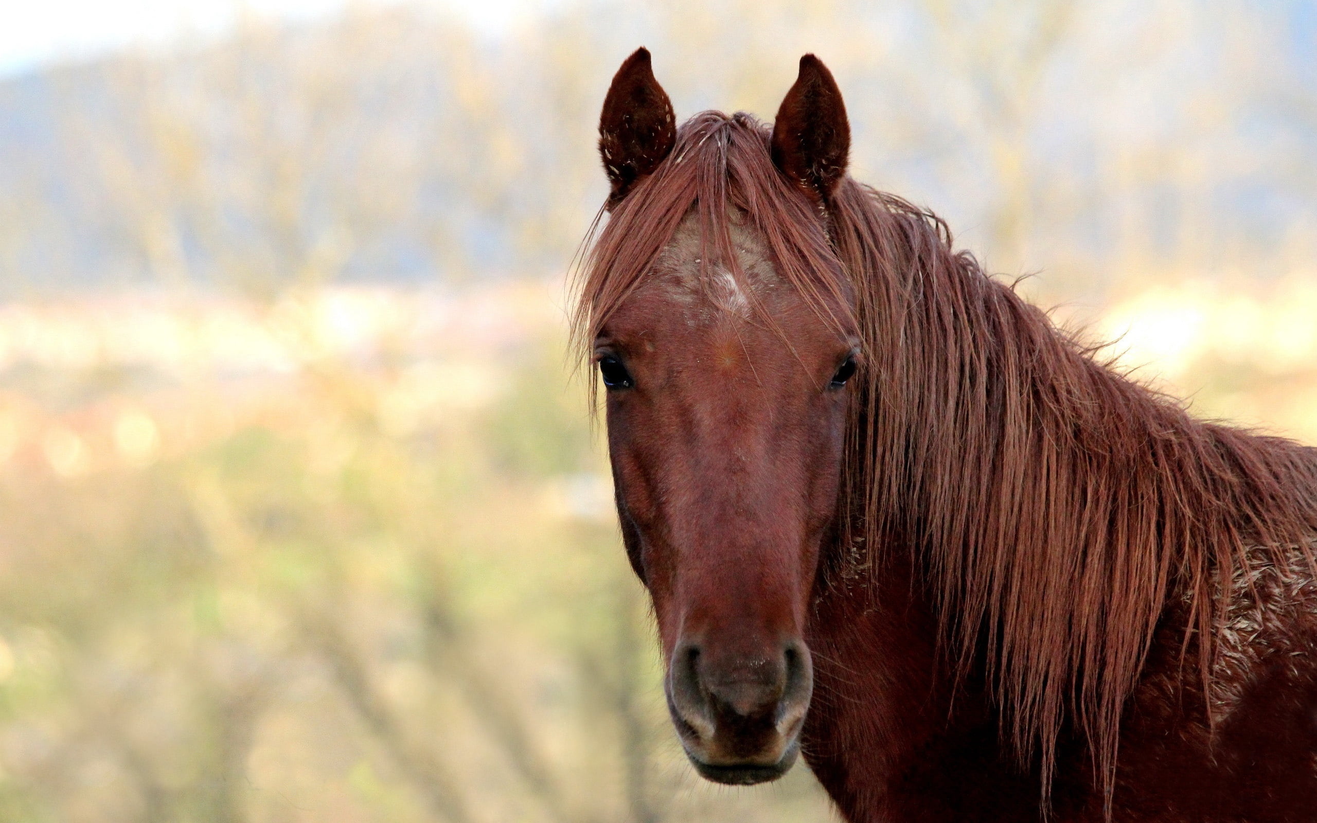 rural Scene, mare, beauty In Nature, animal wildlife, animal eye, close-up, pets, outdoors, non-Urban Scene, focus on foreground, stallion, summer, brown, HD Wallpaper