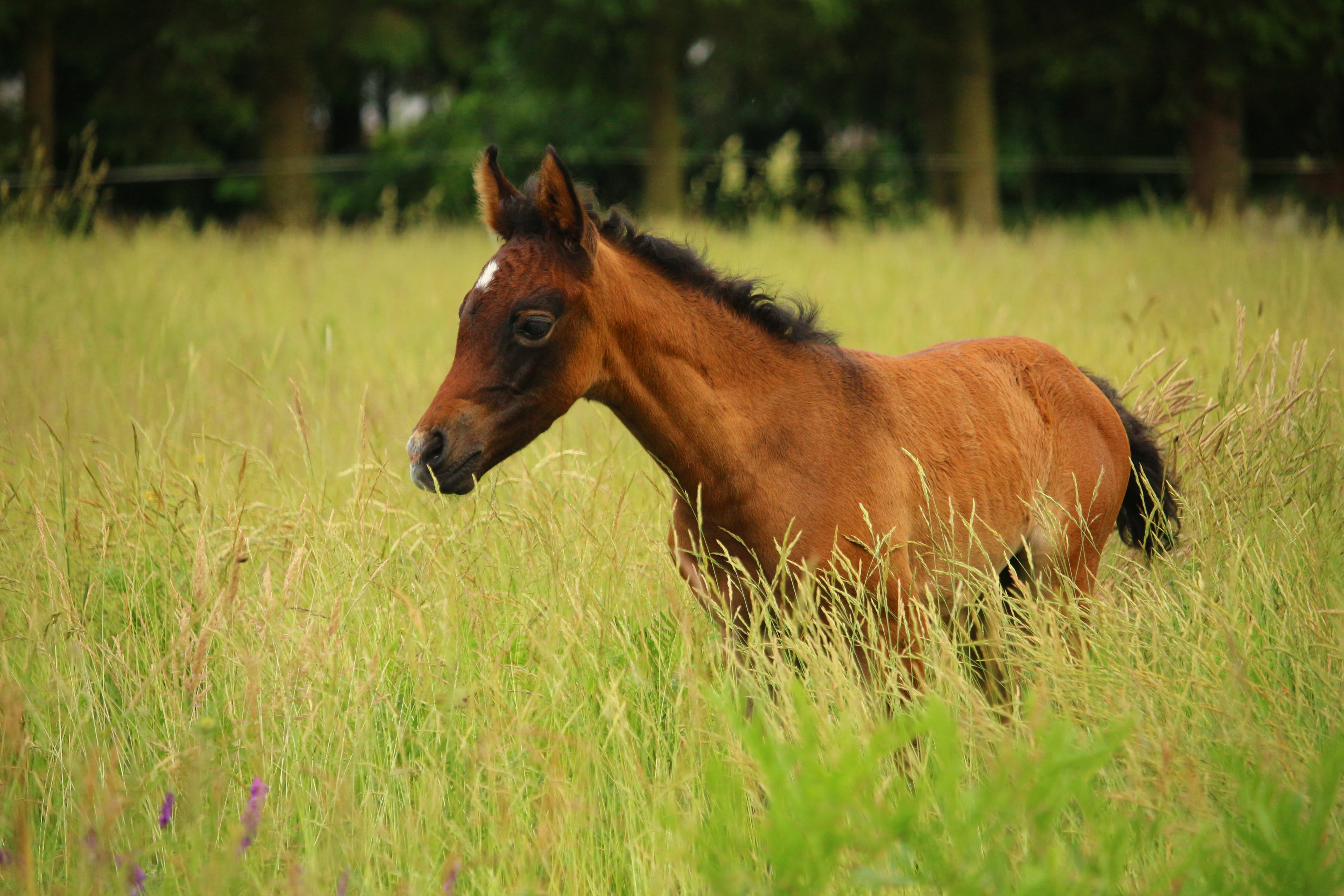 sorrel, day, bay Horse, paddock, mare, one animal, summer, grazing, farm, animal themes, domestic animals, outdoors, plant, animal wildlife, animals In The Wild, HD Wallpaper