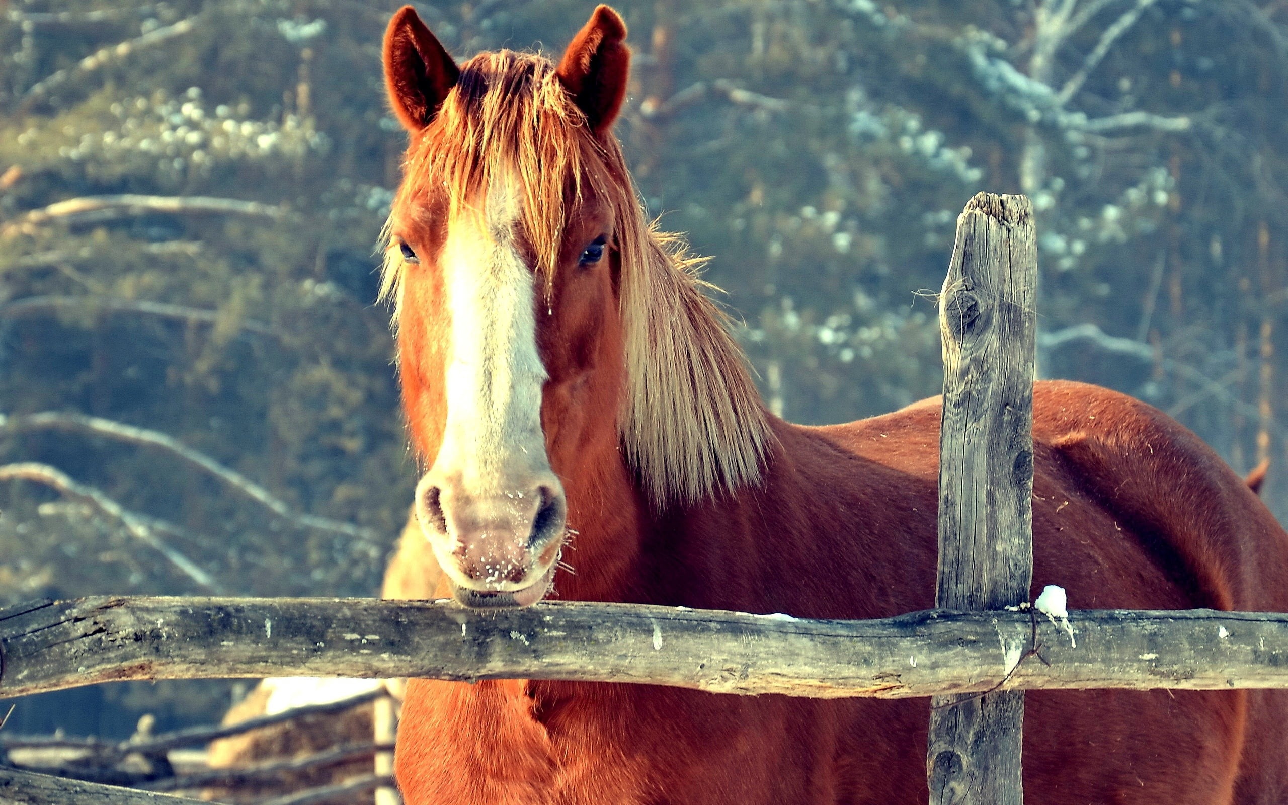 day, outdoors, rural Scene, animal themes, fence, barrier, young Animal, meadow, nature, mammal, close-up, mare, animal, 2K, horse, ranch, domestic, summer, HD Wallpaper
