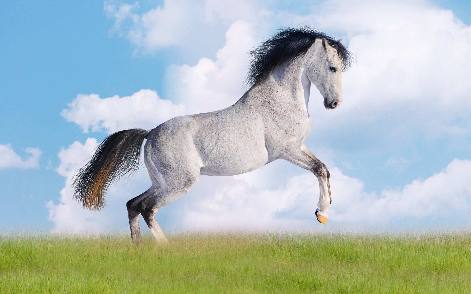 white, freedom, no people, pasture, beauty In Nature, canine, day, summer, mane, bay Horse, nature, pets, domestic, brown, 1080P, mare, dog, mammal, beautiful, HD Wallpaper