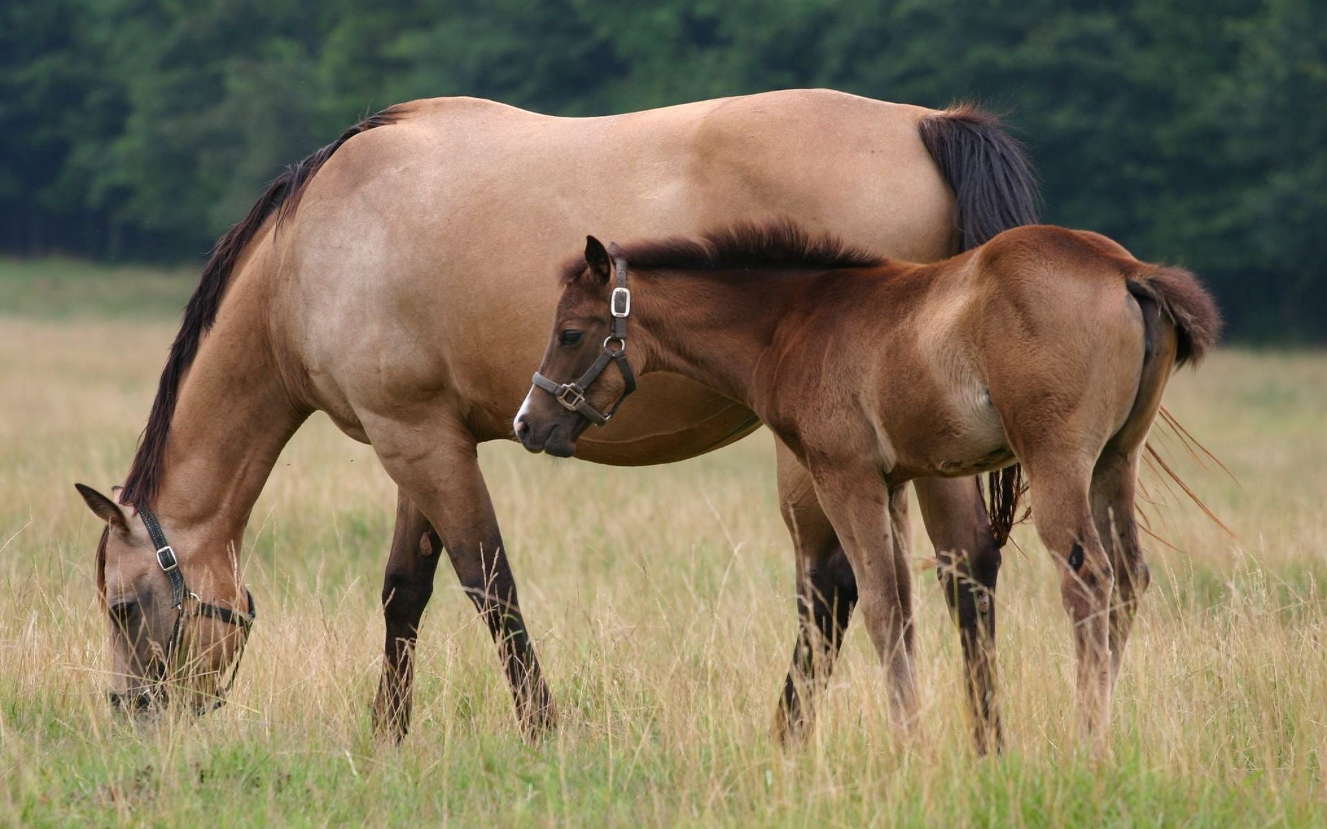 foal, beauty, horse, outdoors, vertebrate, nature, group of animals, walk, land, summer, 1080P, pony, cub, mare, pasture, beautiful, farm, green Color, HD Wallpaper