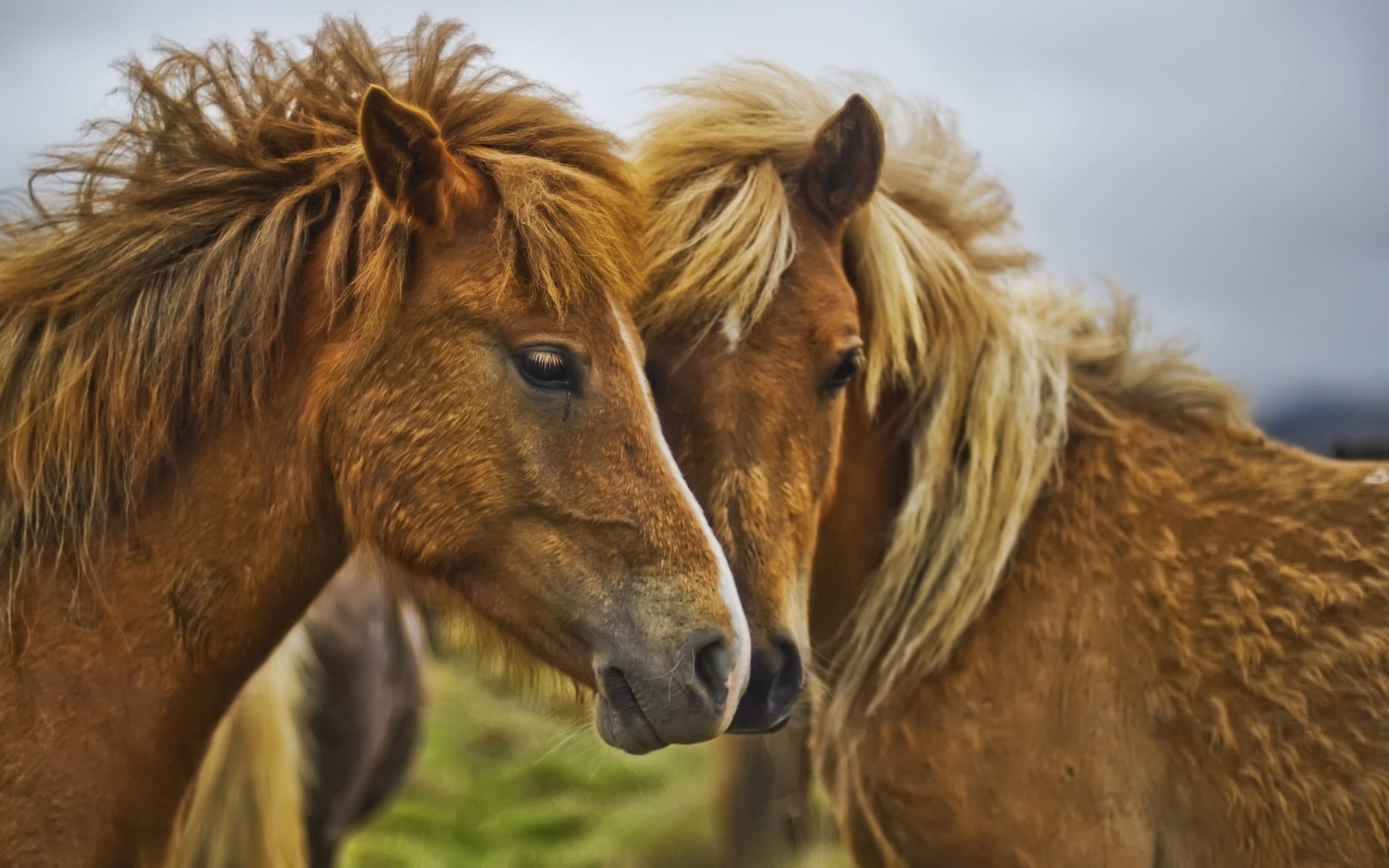 day, animal themes, caring, horses, horse, grass, domestic, beauty In Nature, group of animals, animal body part, vertebrate, freedom, meadow, animal, stallion, HD Wallpaper