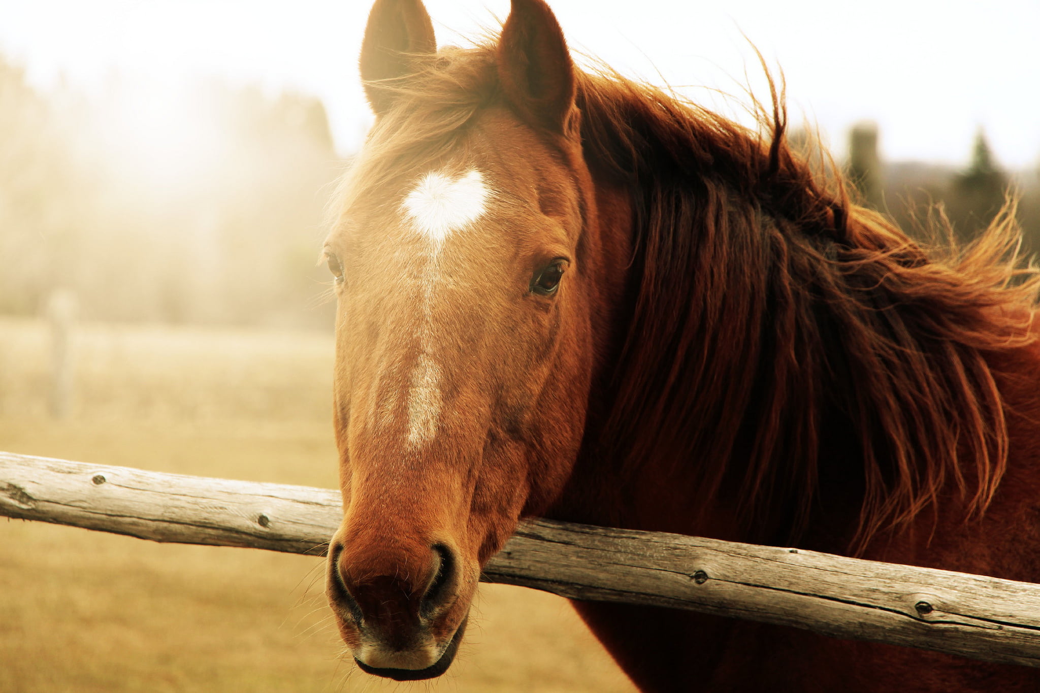animal wildlife, bay Horse, animal pen, pasture, portrait, livestock, domestic Animals, field, ranch, grass, 1080P, wood - material, beauty In Nature, HD Wallpaper
