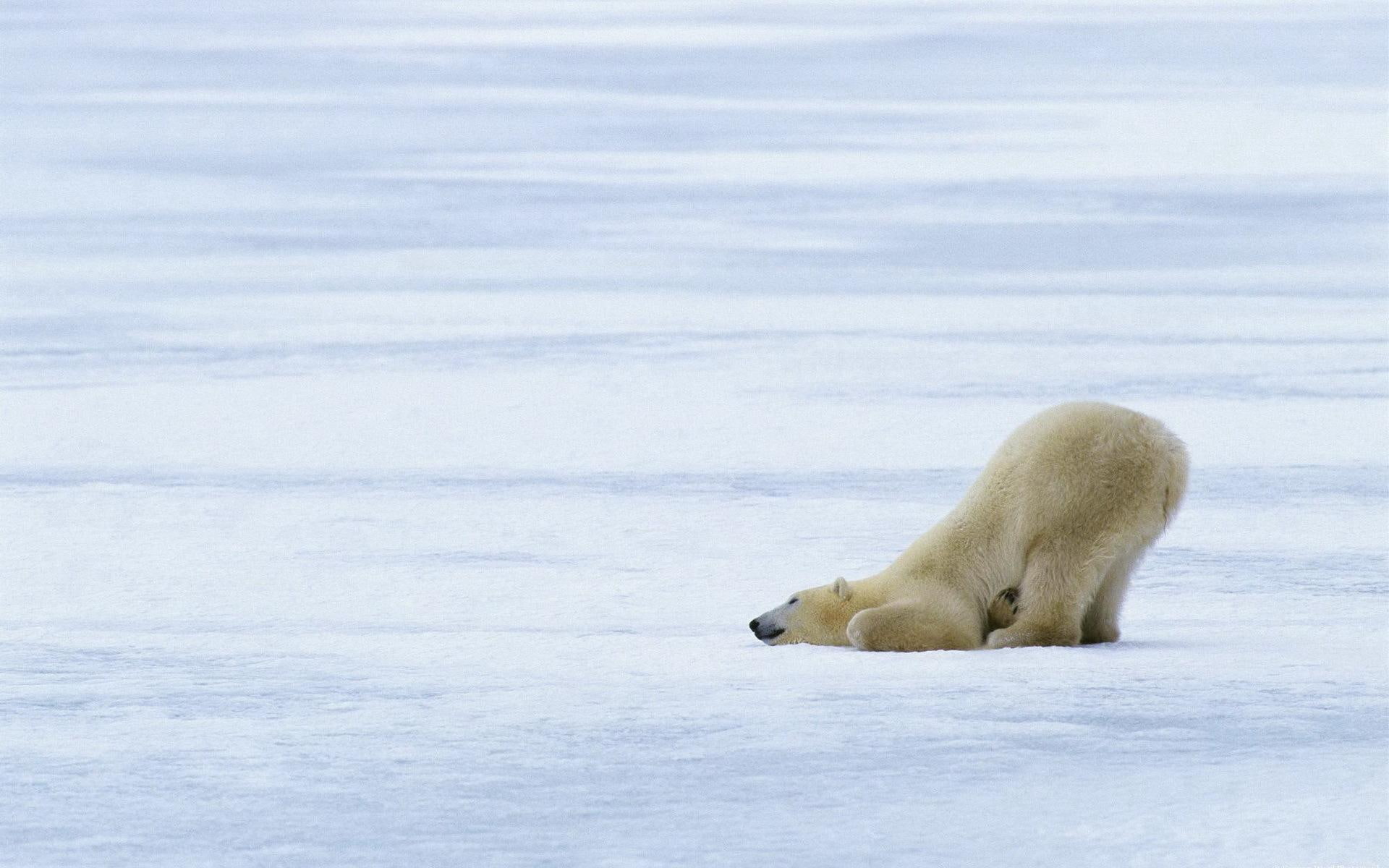morning, snow, animals, funny, exercise, 1080P, pose, winter, bear, HD Wallpaper