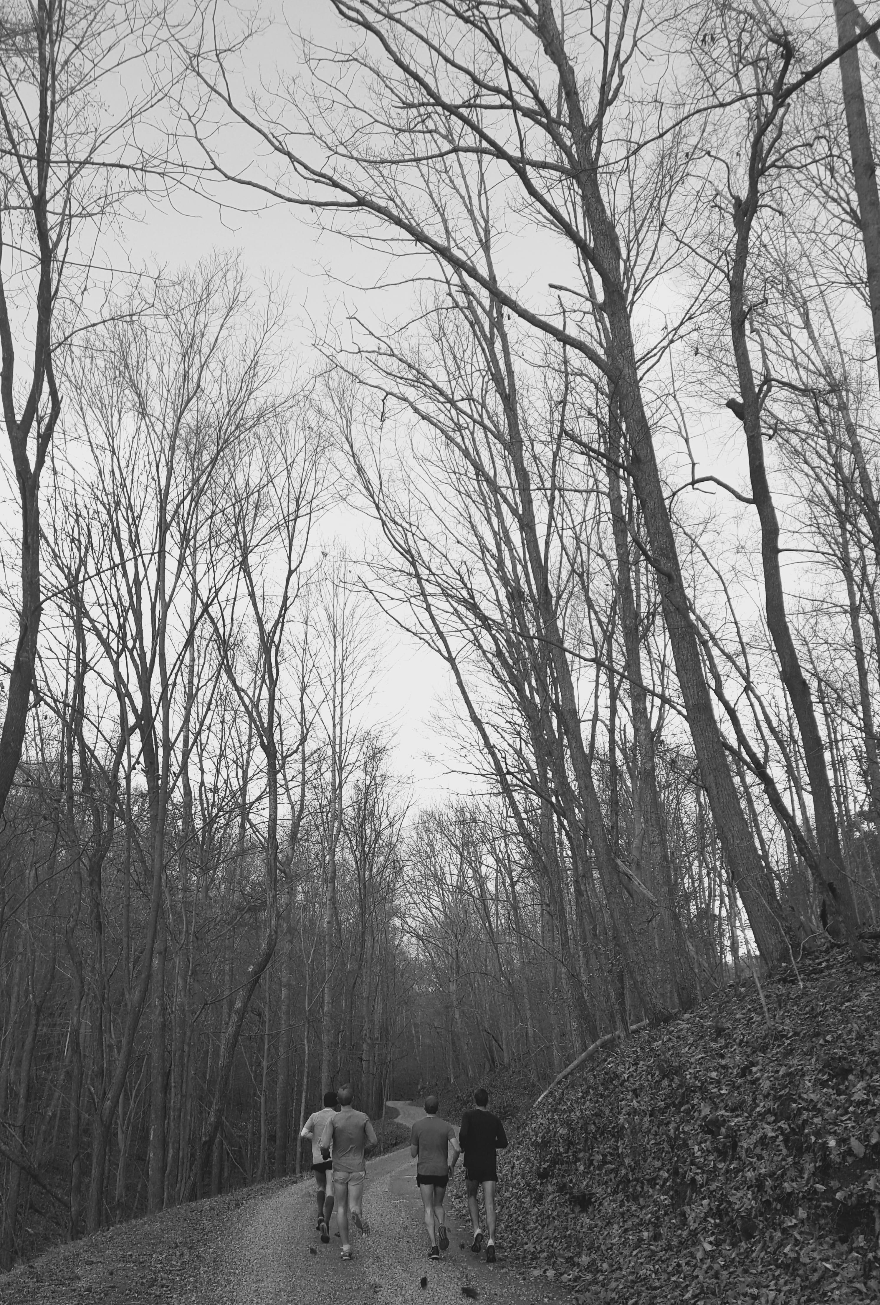 togetherness, running, rear view, walking, men, run, road, 4K, two people, united states, bare tree, people, real people, tranquility, tree, track, land, Phone HD Wallpaper