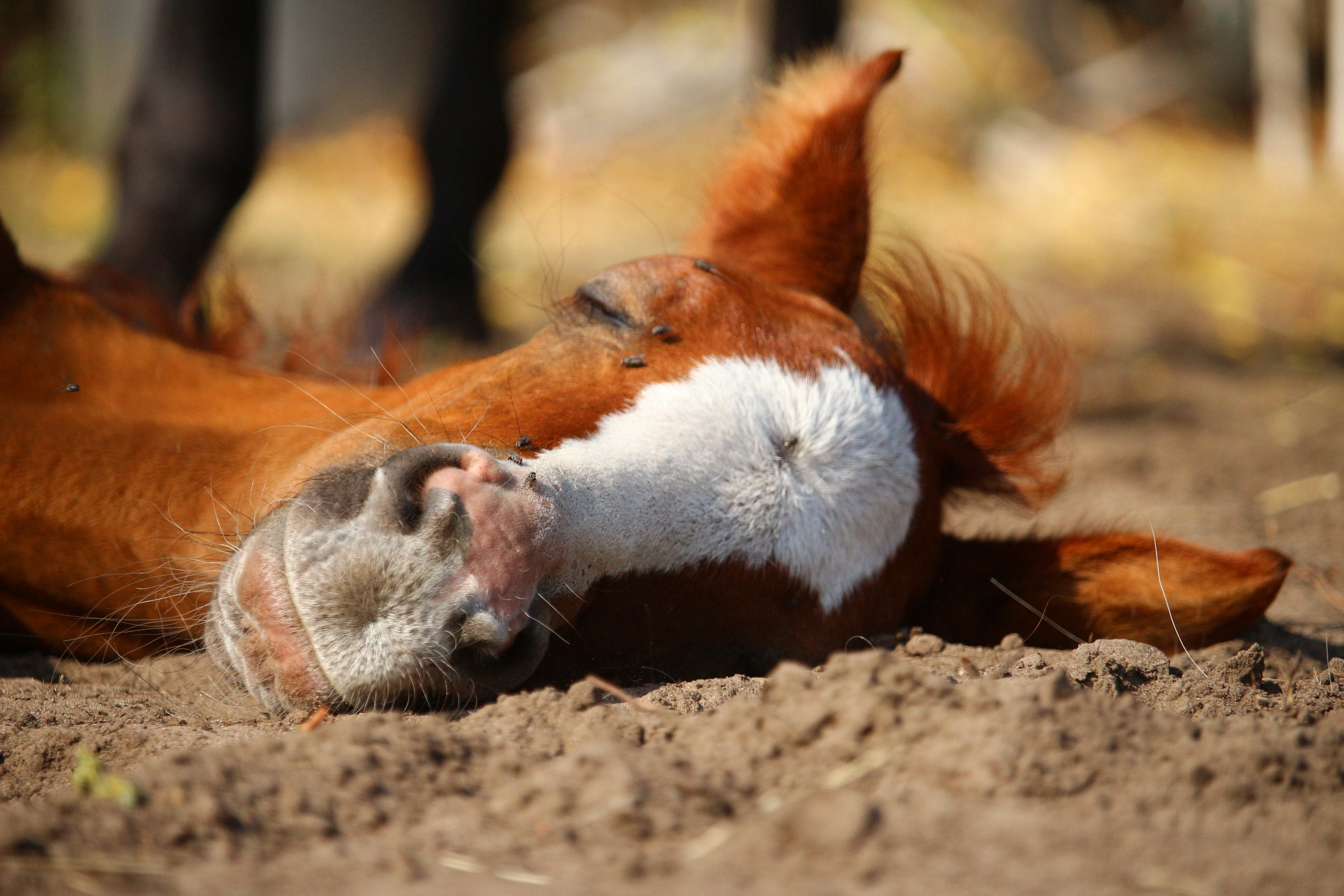 rodent, selective focus, vertebrate, pasture, whisker, thoroughbred arabian, domestic animals, foal, two animals, relaxation, land, animal themes, mare, HD Wallpaper