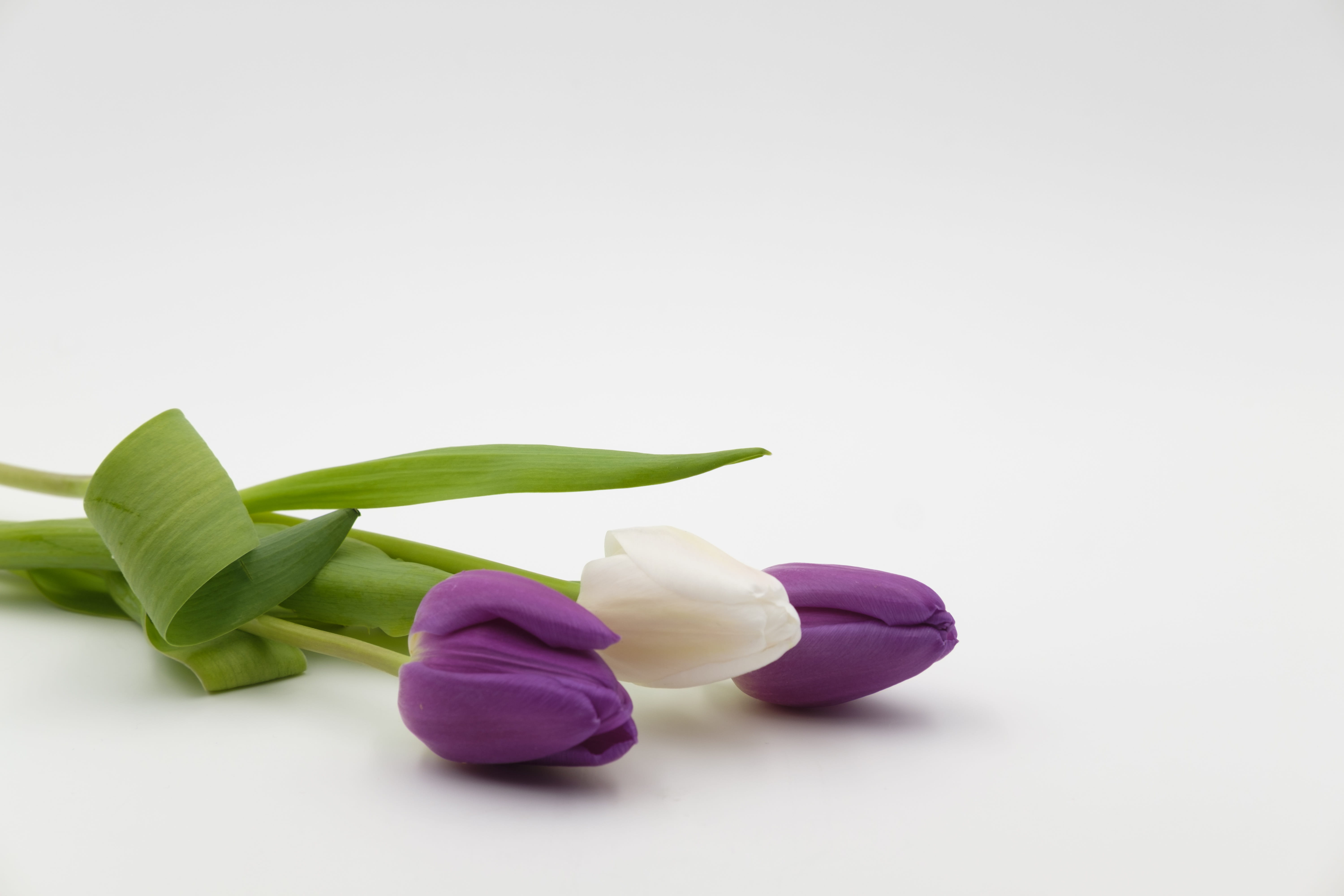 birthday card, plant part, petaled, tulip bouquet, flowering plant, bouquet, plant, indoors, flower head, no people, freshness, wellbeing, white, surface, HD Wallpaper