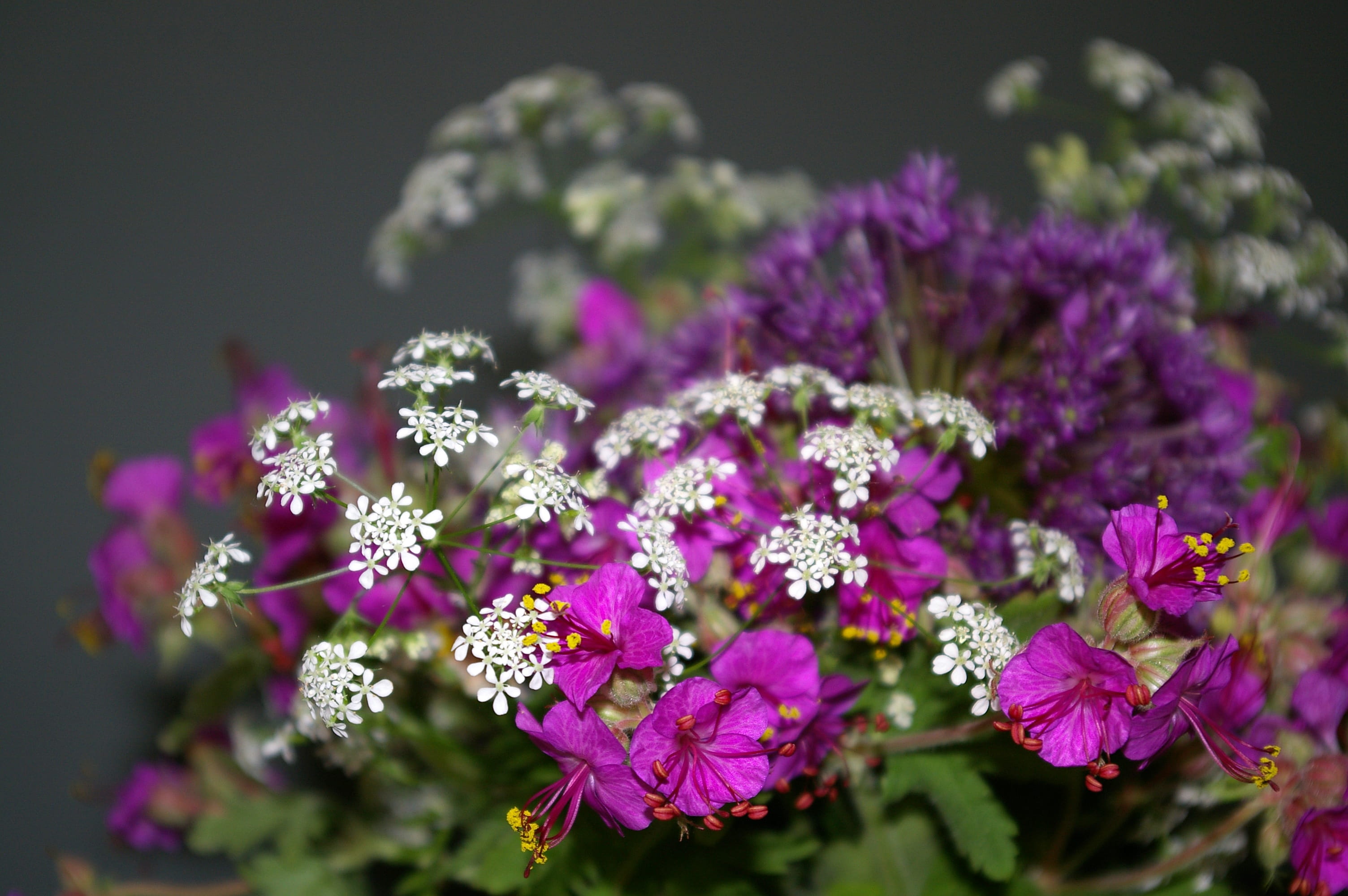 give away, filigree, birthday card, growth, plant, bouquet of flowers, fragility, bunch of flowers, day, food and drink, 2K, outdoors, flower, freshness, HD Wallpaper