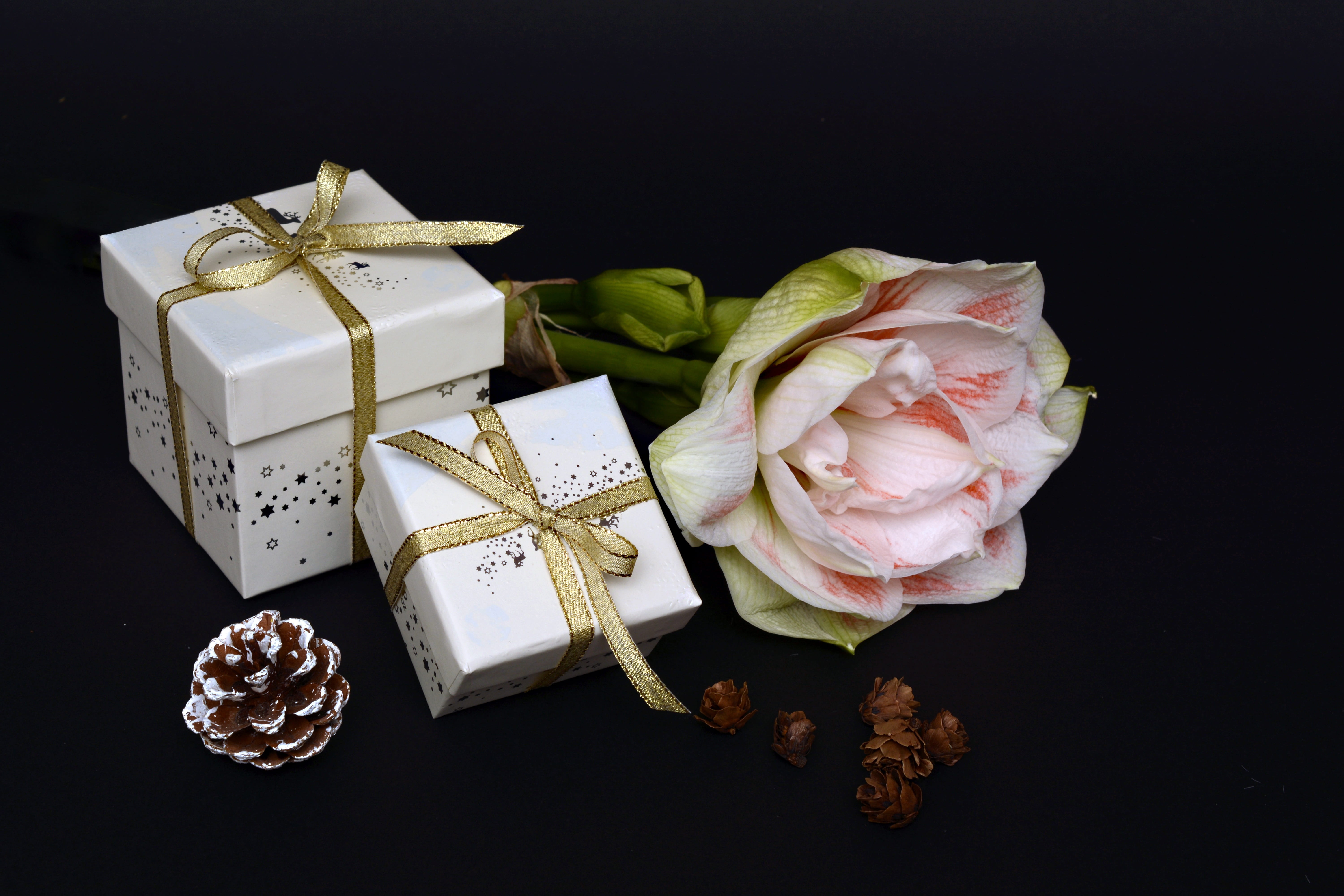 bloom, flowering plant, amaryllis bloom, plant, christmas greeting, merry christmas, golden, close-up, no people, boxes, studio shot, black background, HD Wallpaper