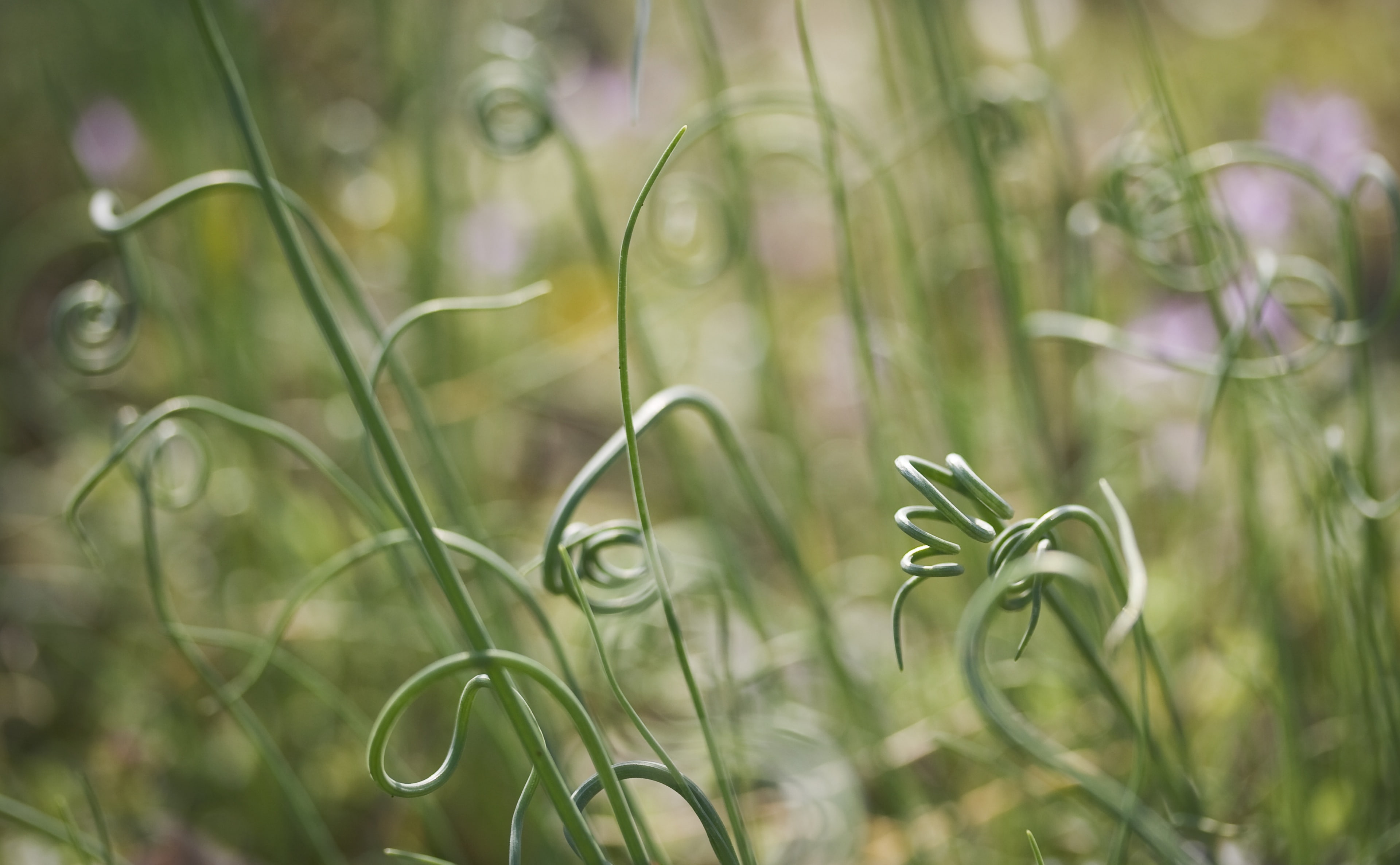 land, beauty in nature, growth, Macro, curlicue, nature, outdoors, curlicues, selective focus, vulnerability, bamboo - plant, grass, Lawrence, fragility, HD Wallpaper