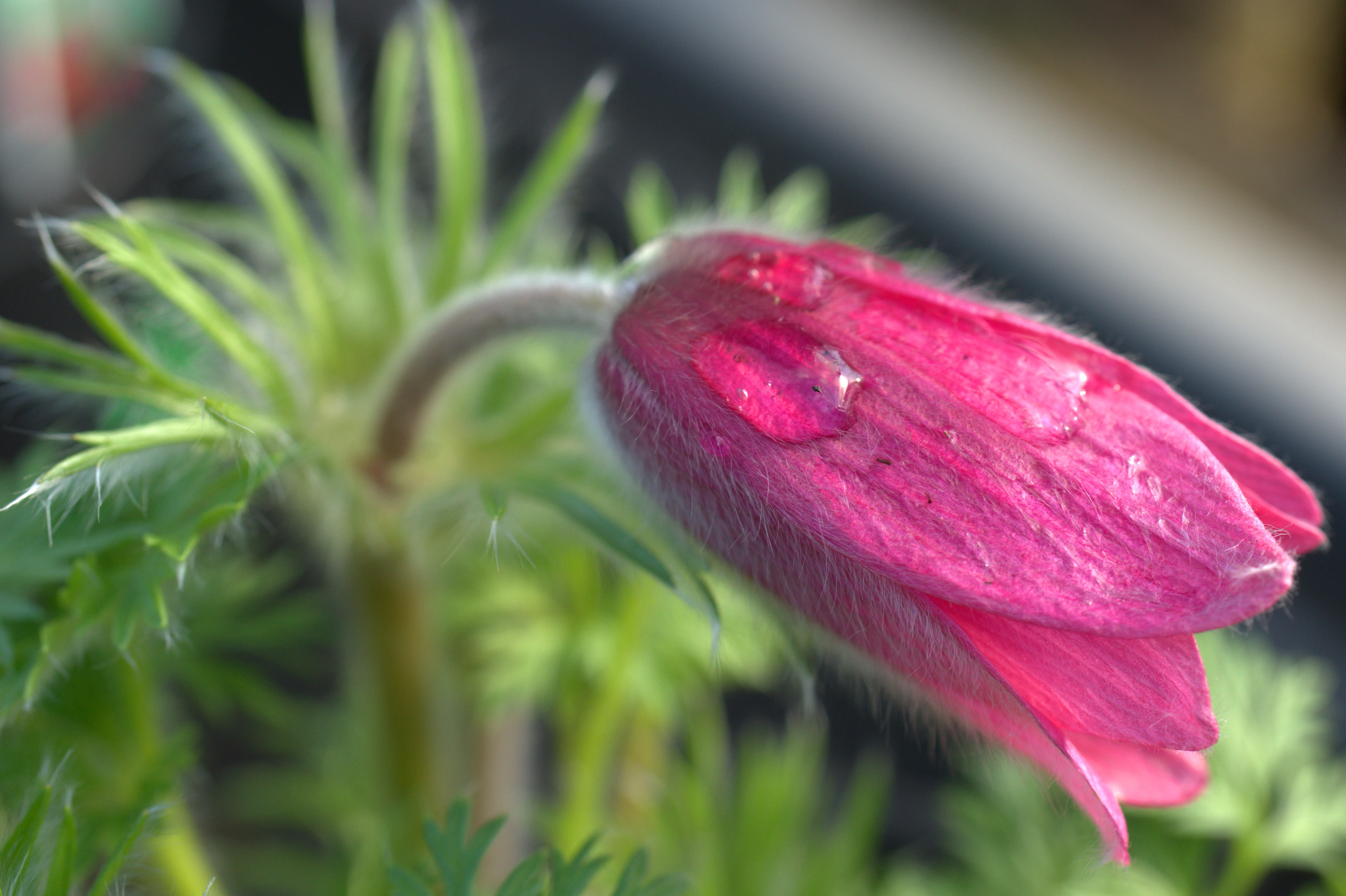 flower, freshness, spring, flower head, early bloomer, vulnerability, vulgaris, plant, beauty in nature, close up, pasque flower, 4K, nature, red, flowering plant, HD Wallpaper