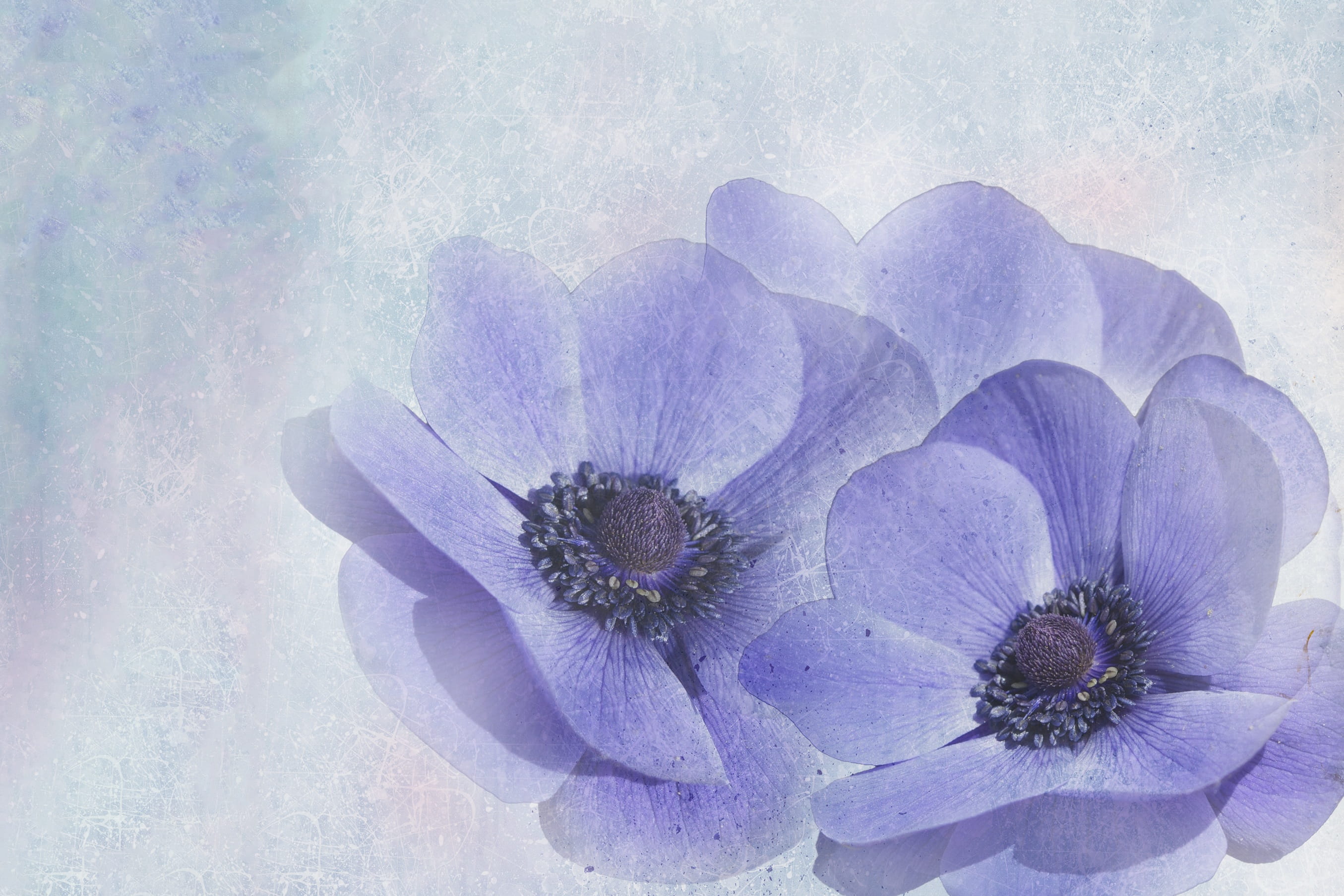 close up, inflorescence, spring, growth, beauty in nature, background, freshness, outdoors, flower, bright, texture, purple, flower head, softness, flowering plant, HD Wallpaper