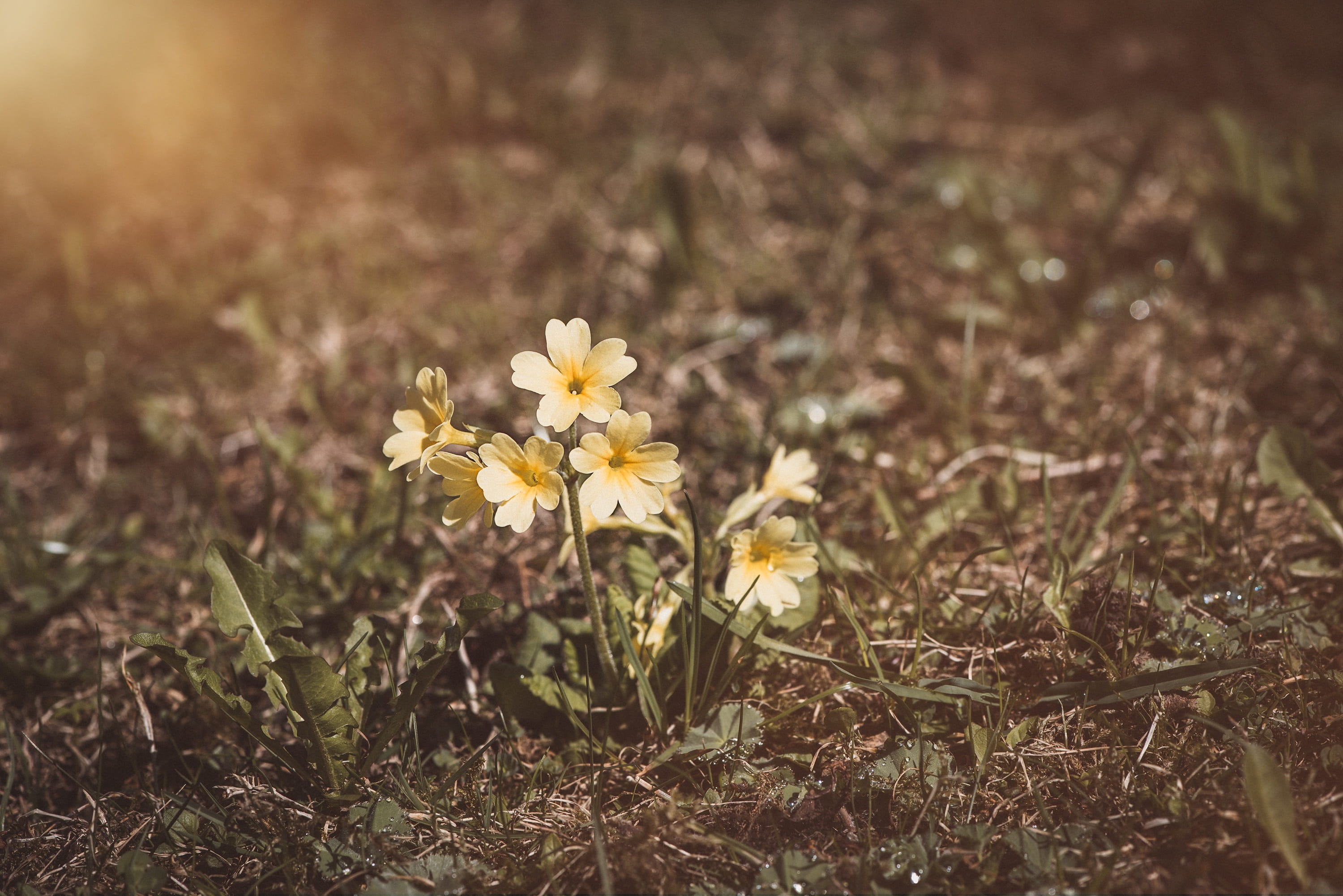 early bloomer, pollen, no people, cowslip, spring, vulnerability, flora, yellow meadow flower, growth, yellow, harbinger of spring, bloom, plant, meadows primrose, HD Wallpaper