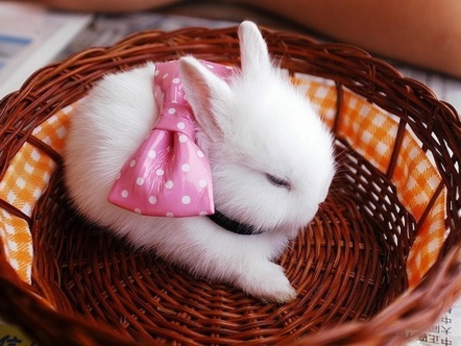 cute, 720P, basket, white, pink, bunny, bow, HD Wallpaper