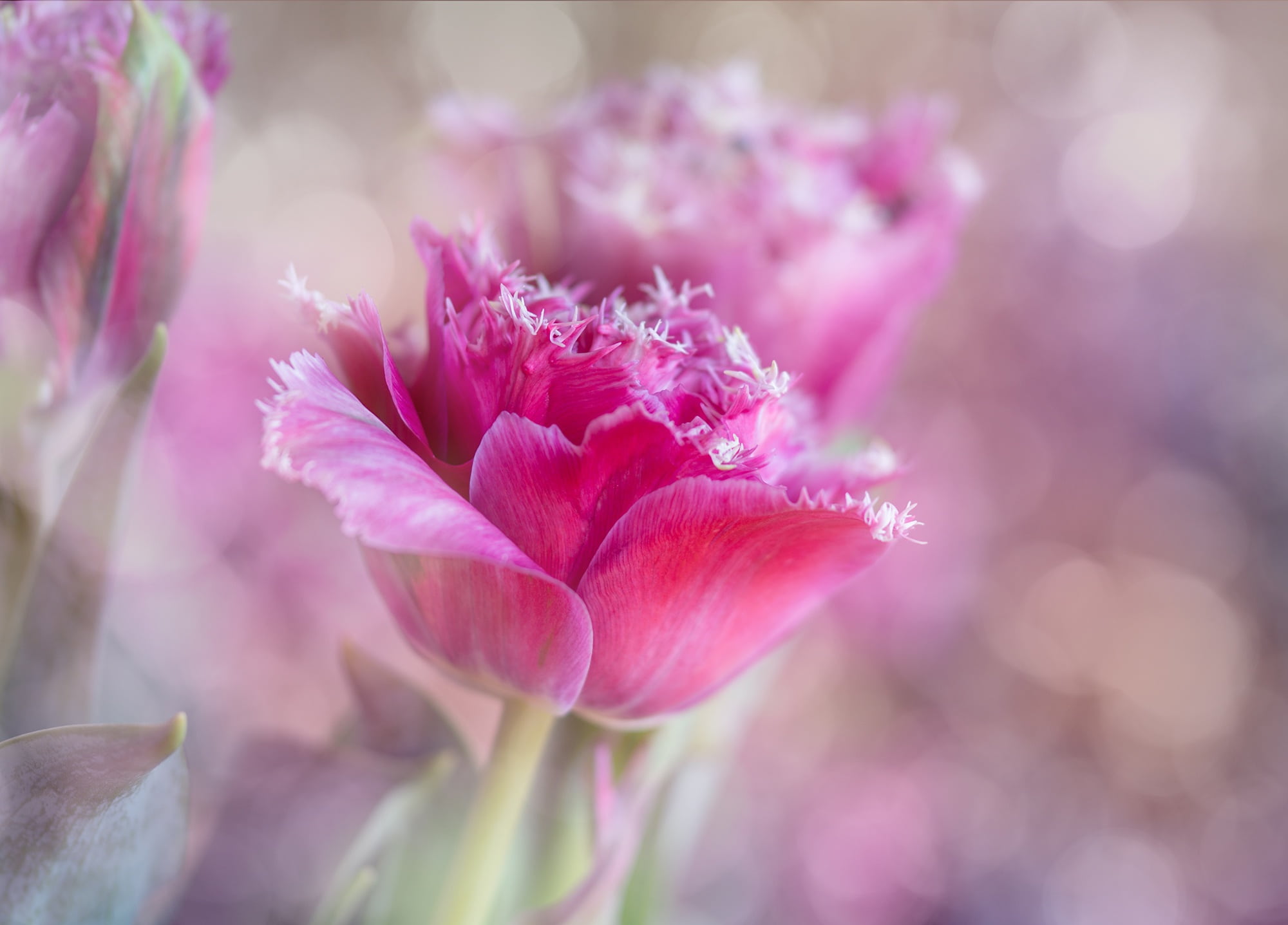 blossom, flowering plant, flower Head, tulips, selective, freshness, plant, 1080P, focus on foreground, petal, plant part, bloom, photography, softness, HD Wallpaper