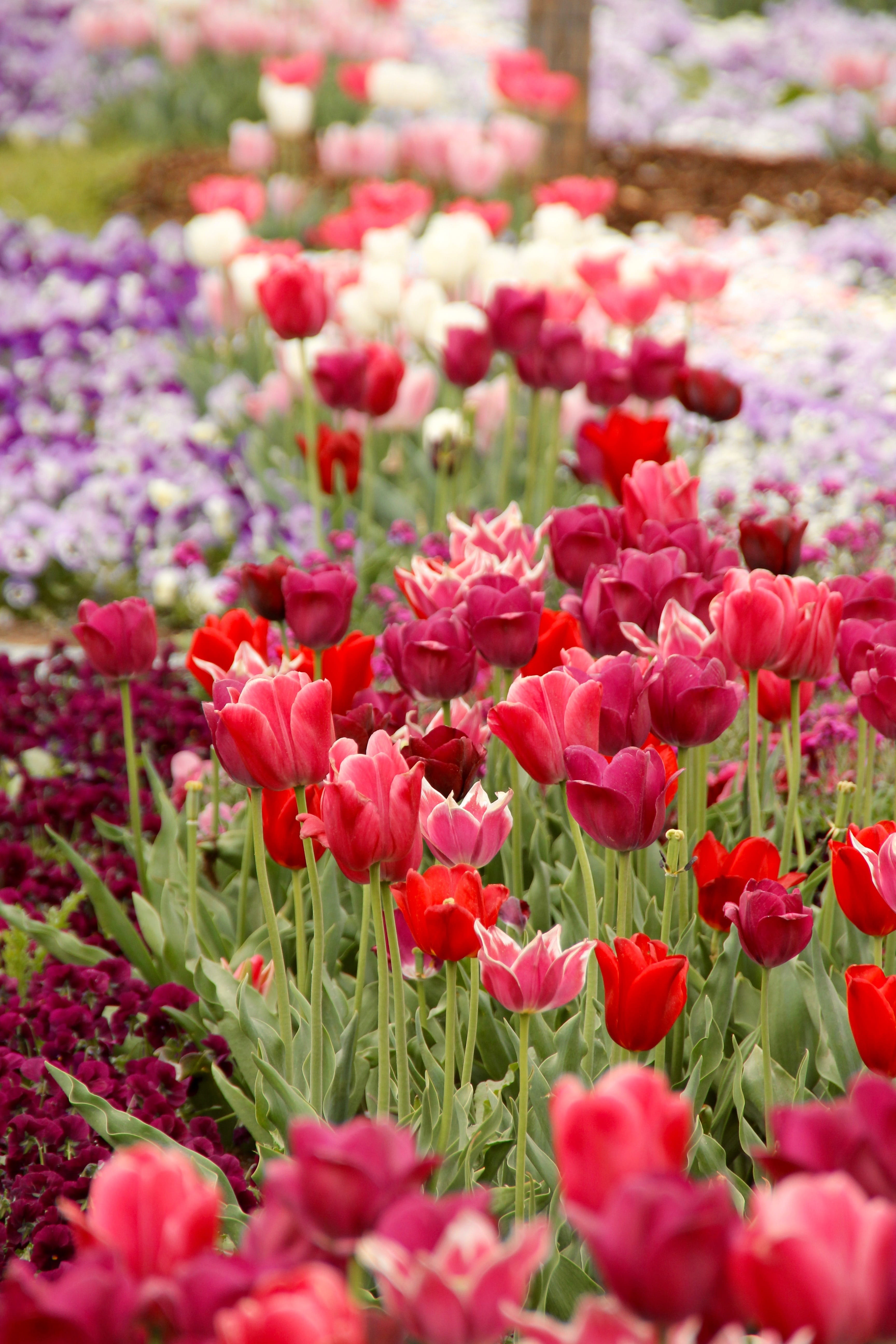 nature, flower, field, breeding tulip, selective focus, tulips, day, flowerbed, petal, land, tulipa, springtime, no people, beauty in nature, fragility, Phone HD Wallpaper