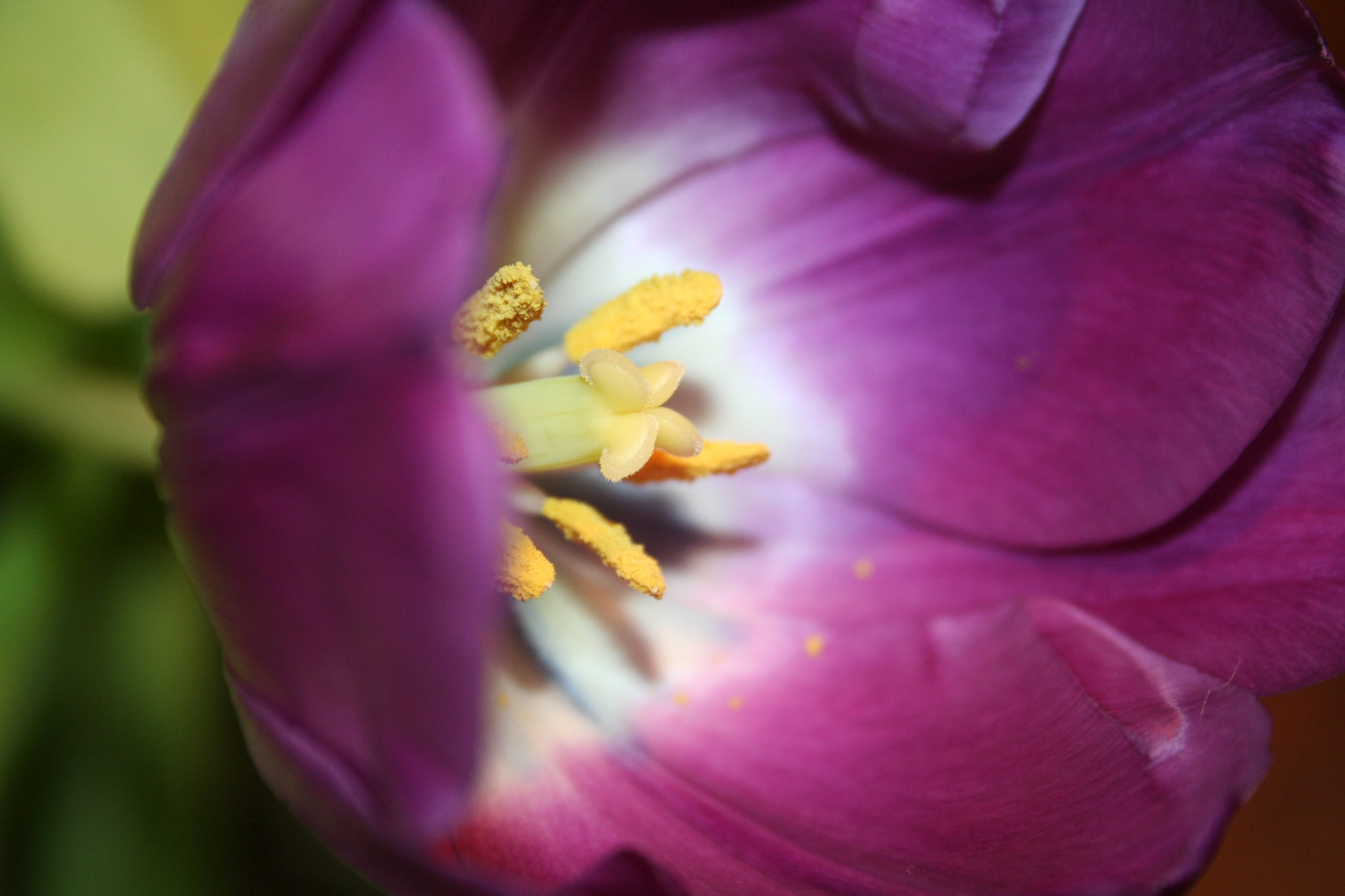 flower head, close up, vulnerability, outdoors, selective focus, growth, freshness, tulip, petal, flower, flowers, beauty in nature, close-up, springtime, HD Wallpaper