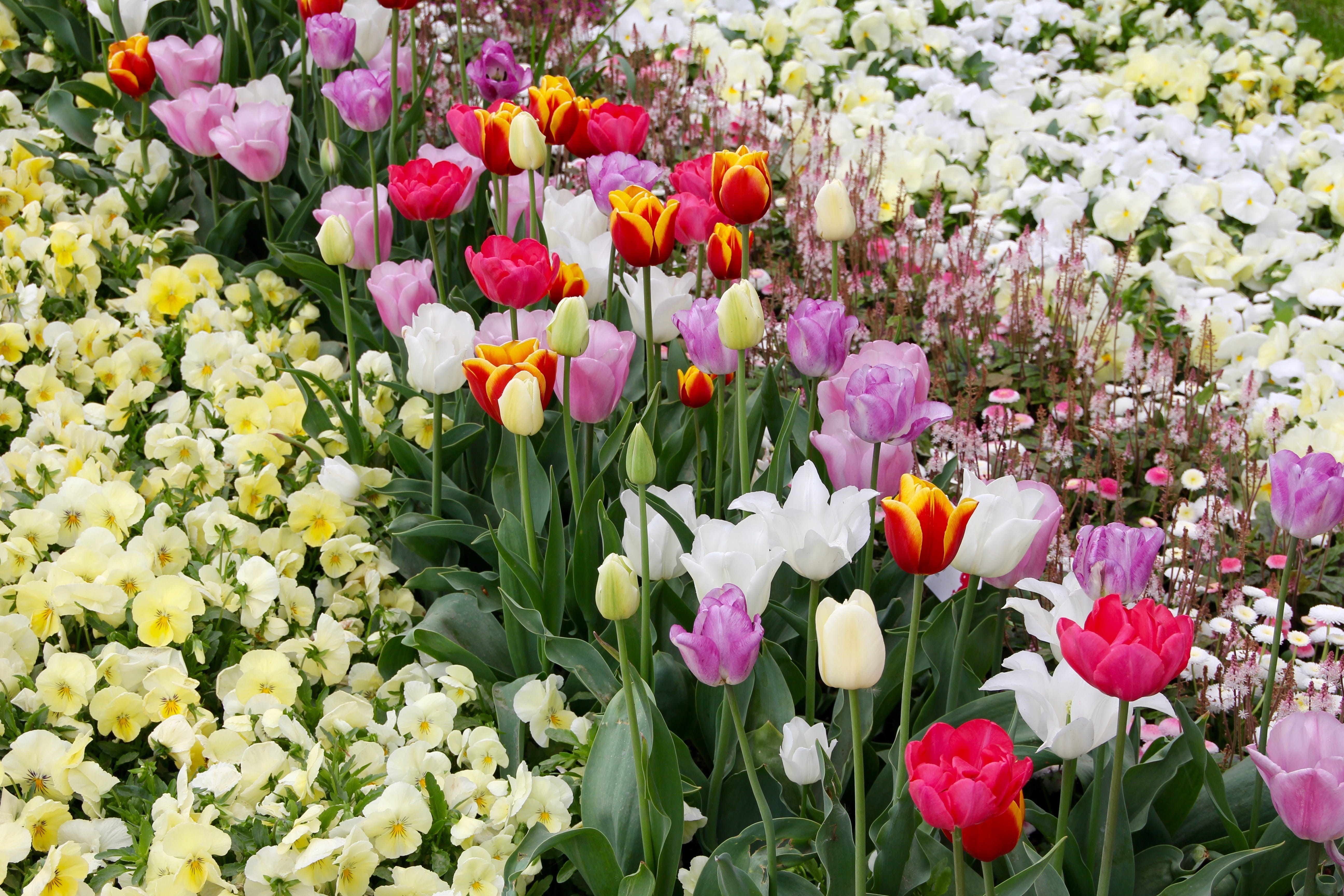 flower arrangement, fragility, growth, ornamental garden, purple, springtime, inflorescence, nature, tulips, tulipa, breeding tulip, day, land, flower head, HD Wallpaper