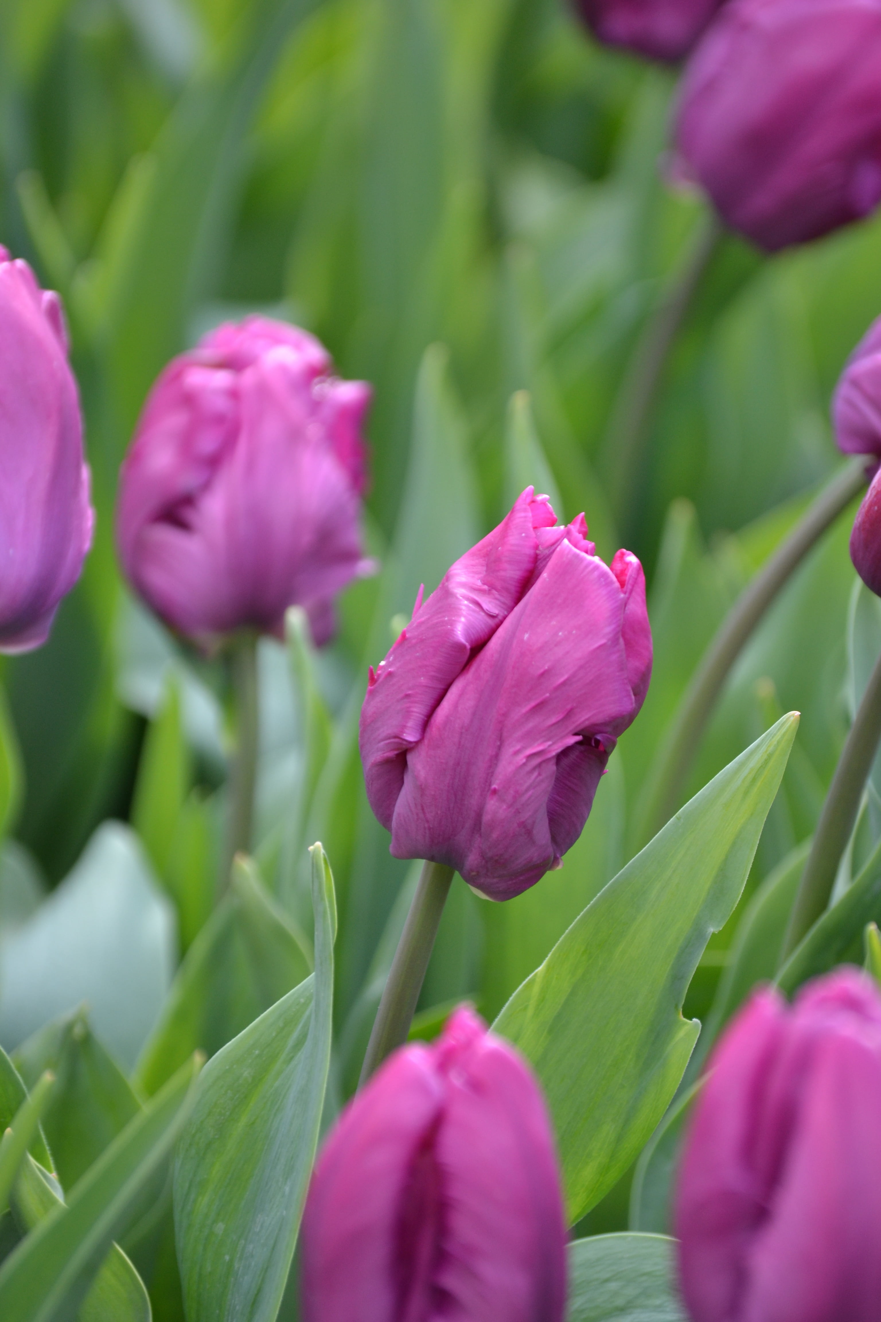 leaf, petal, violet, day, flower head, nature, freshness, flowers, breeding tulip, no people, beauty in nature, fragility, spring, growth, selective focus, Phone HD Wallpaper