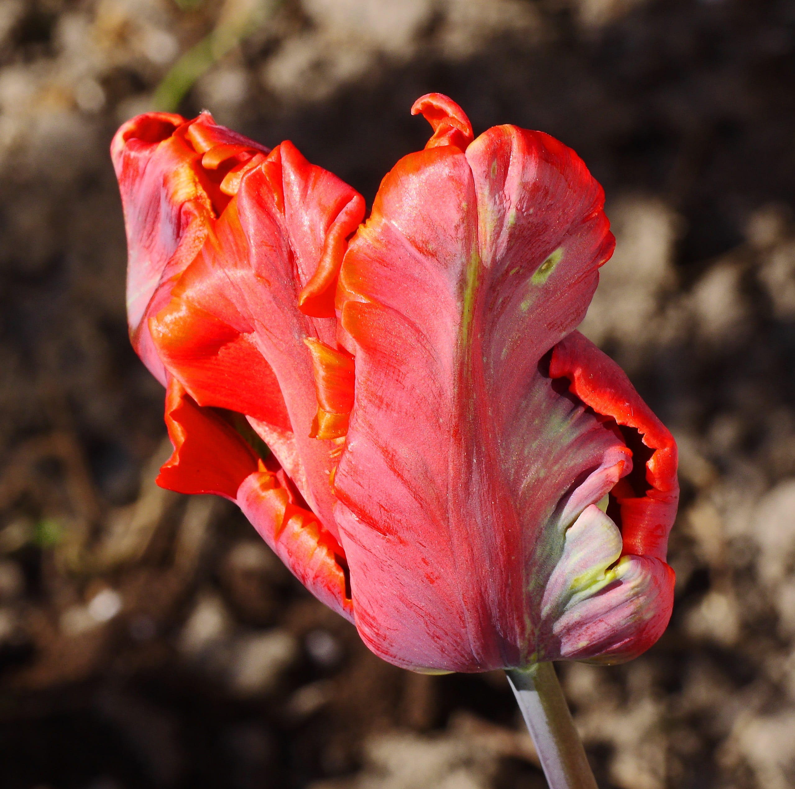 failed, tulip, botany, close, pollen, close-up, plant, no people, garden, growth, breeding, springtime, tulip cup, beauty in nature, day, flower, inflorescence, HD Wallpaper