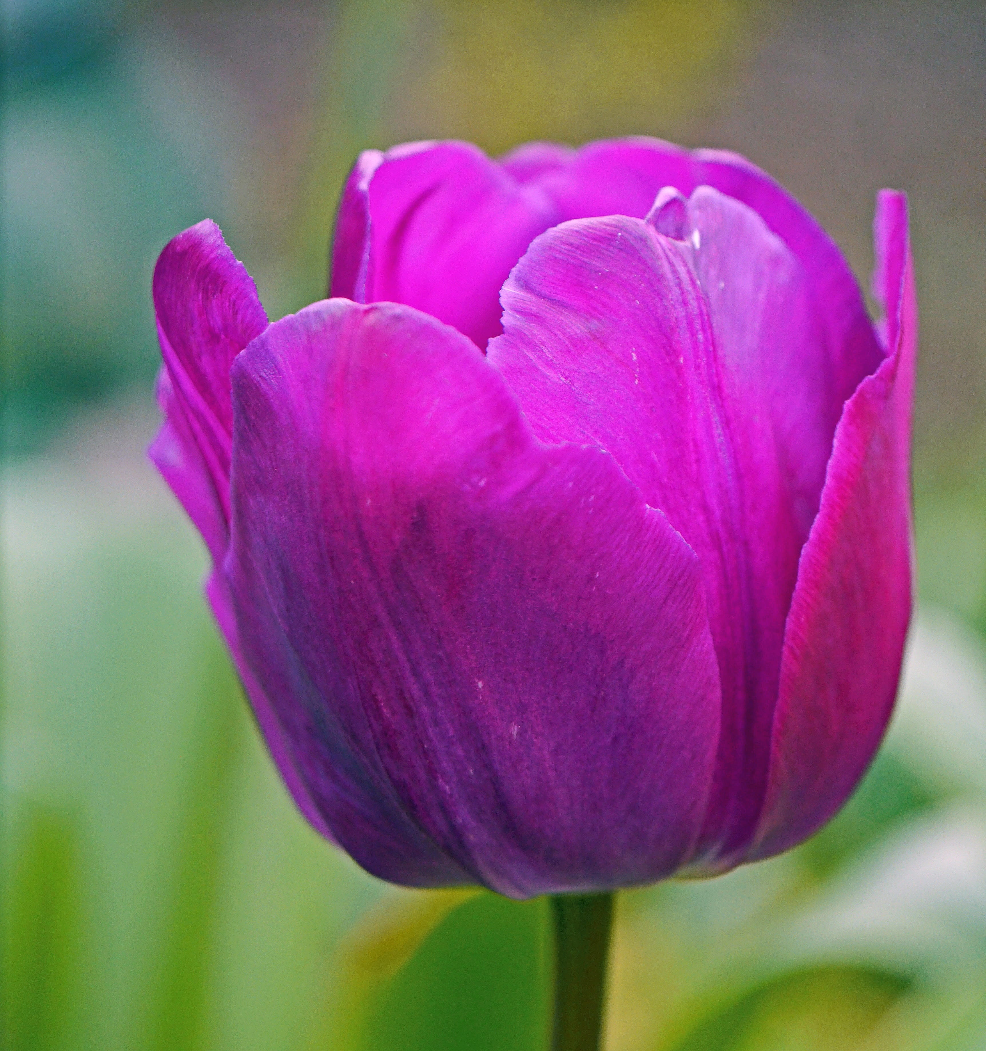 vulnerability, purple, close-up, flower, cup, plant, pink color, nature, tulip, fragility, spring, close up, focus on foreground, day, petal, no people, Phone HD Wallpaper